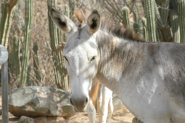 Meet the Animals of Aruba Tour – Aruba