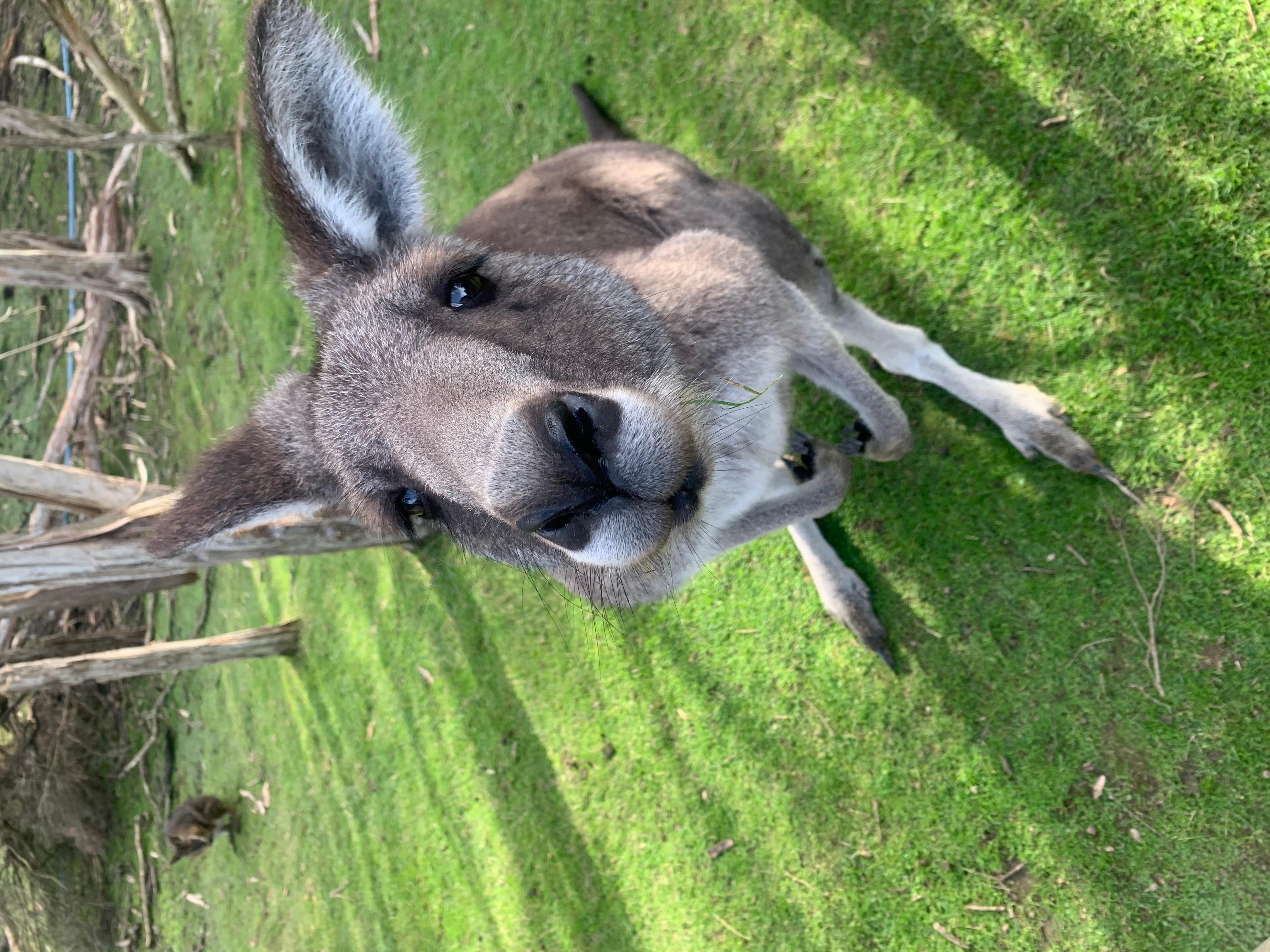 Melbourne: Moonlit Sanctuary and Brighton Beach Boxes Tour – Melbourne, Australia