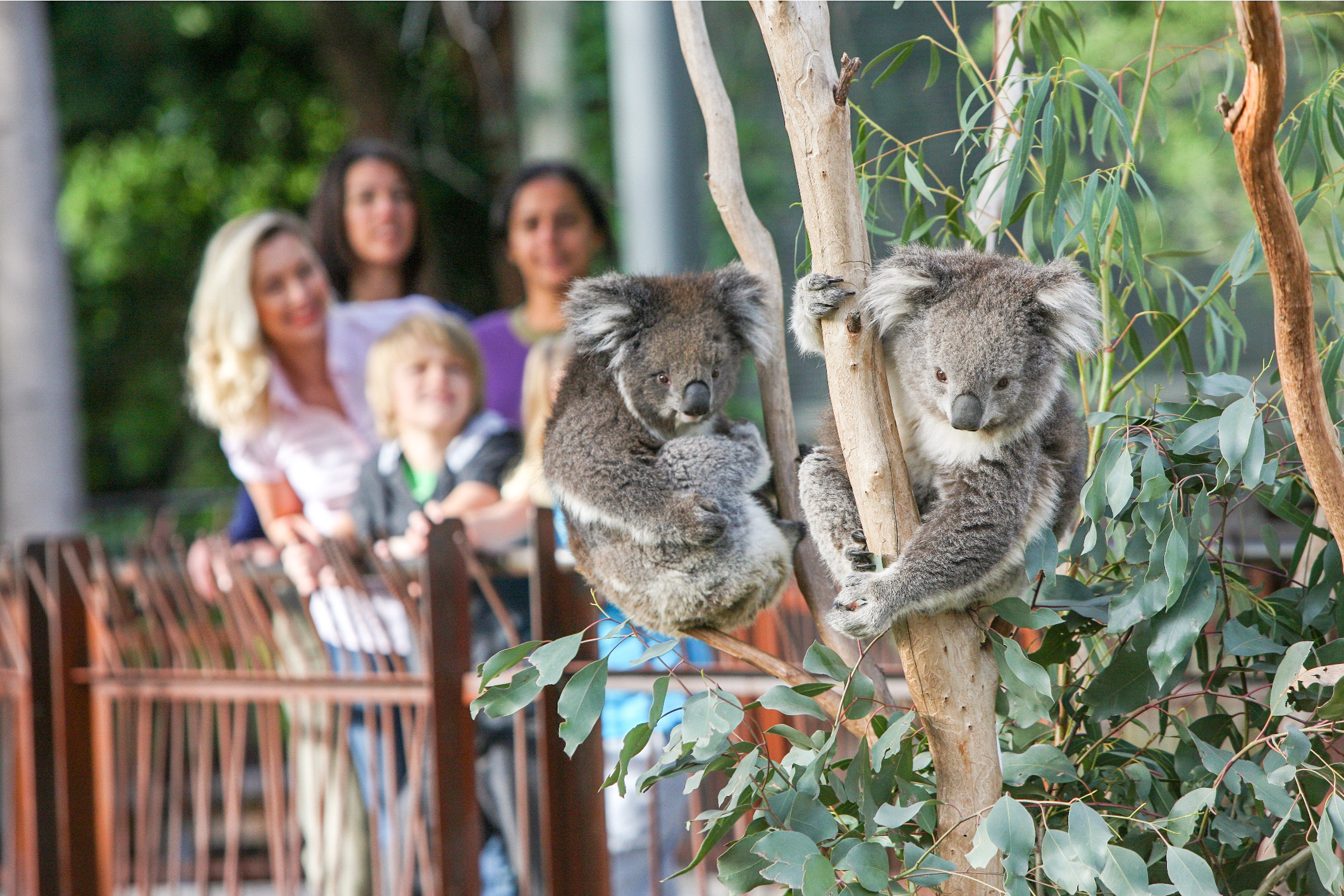 Melbourne Zoo: 1-Day Entry Ticket – Melbourne, Australia