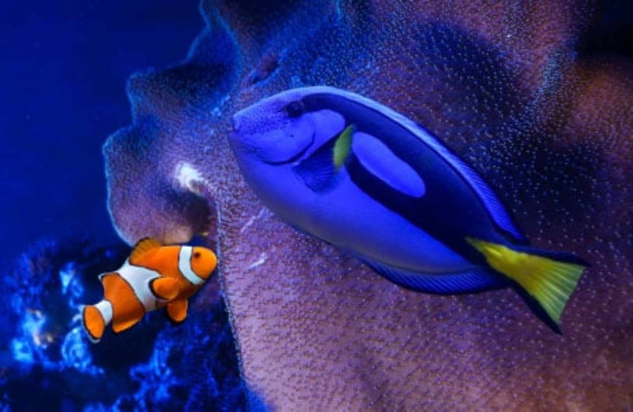 Mexico City: Fast Pass Ticket to Acuarium Inbursa – Mexico City, Mexico