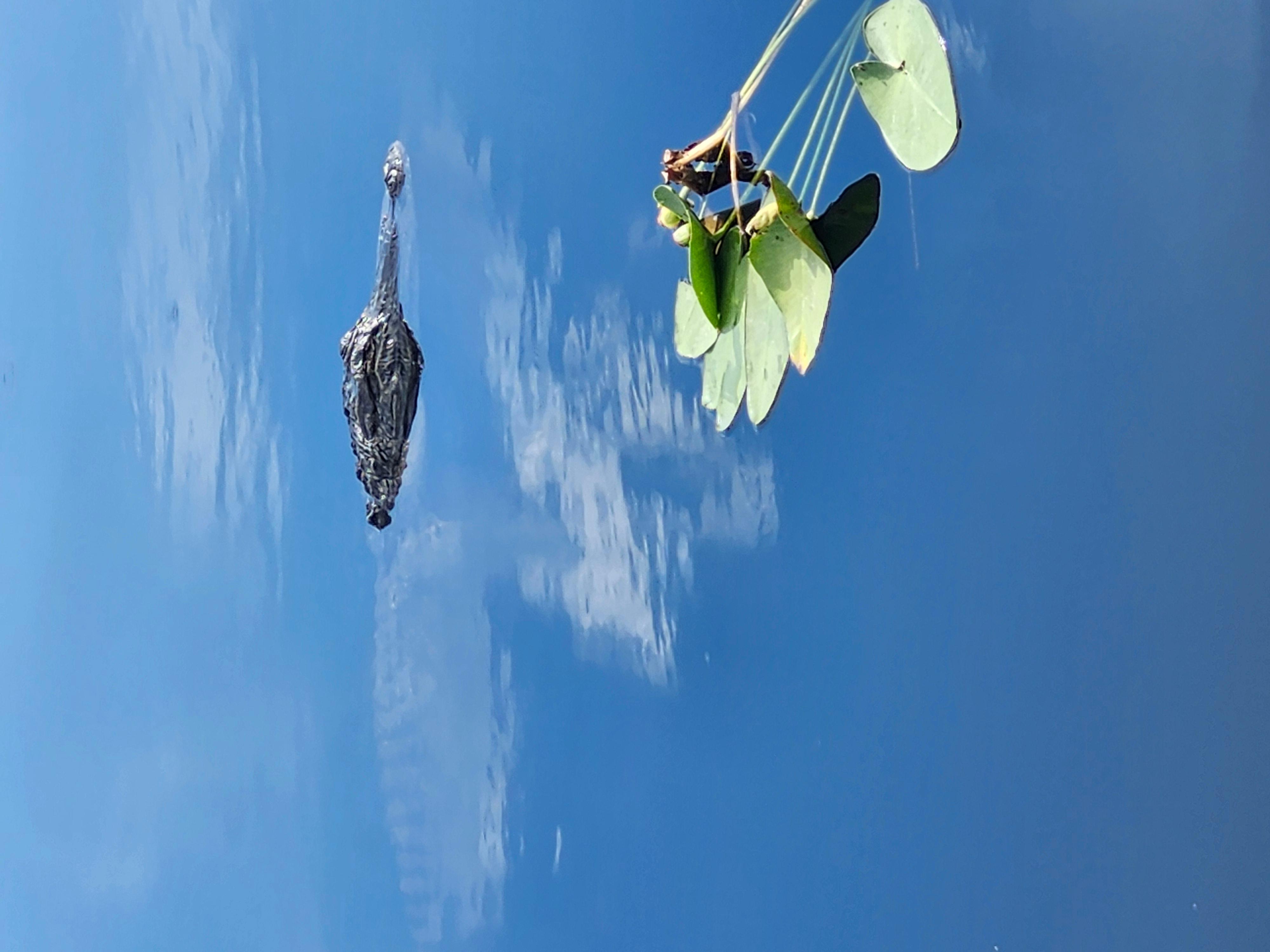 Miami: Everglades Airboat Tour with Luxury Transportation – Everglades Holiday Park, Florida