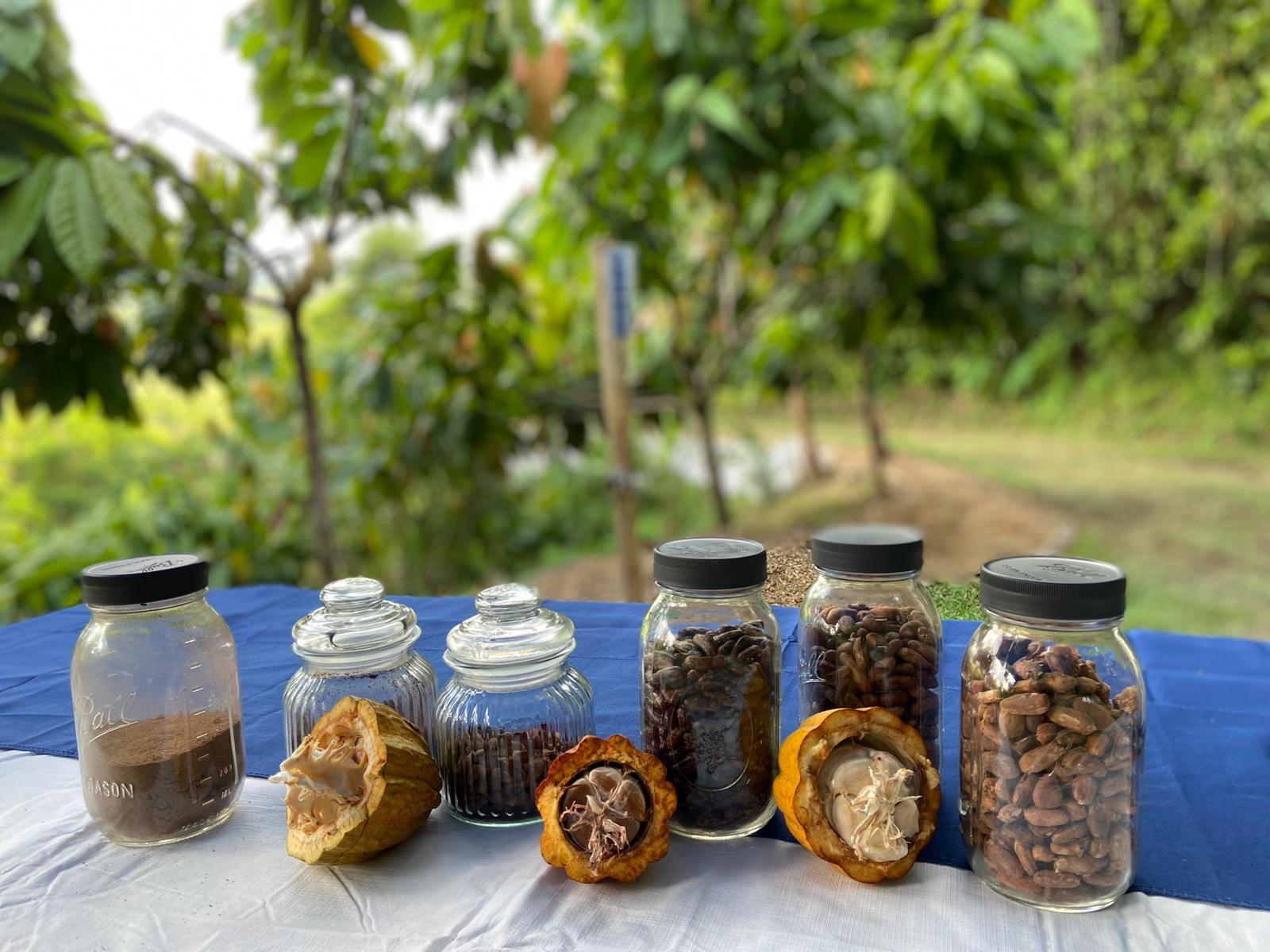 Moca, PR: Cacao Farm Walking Tour and Chocolate Tasting – Moca, Puerto Rico