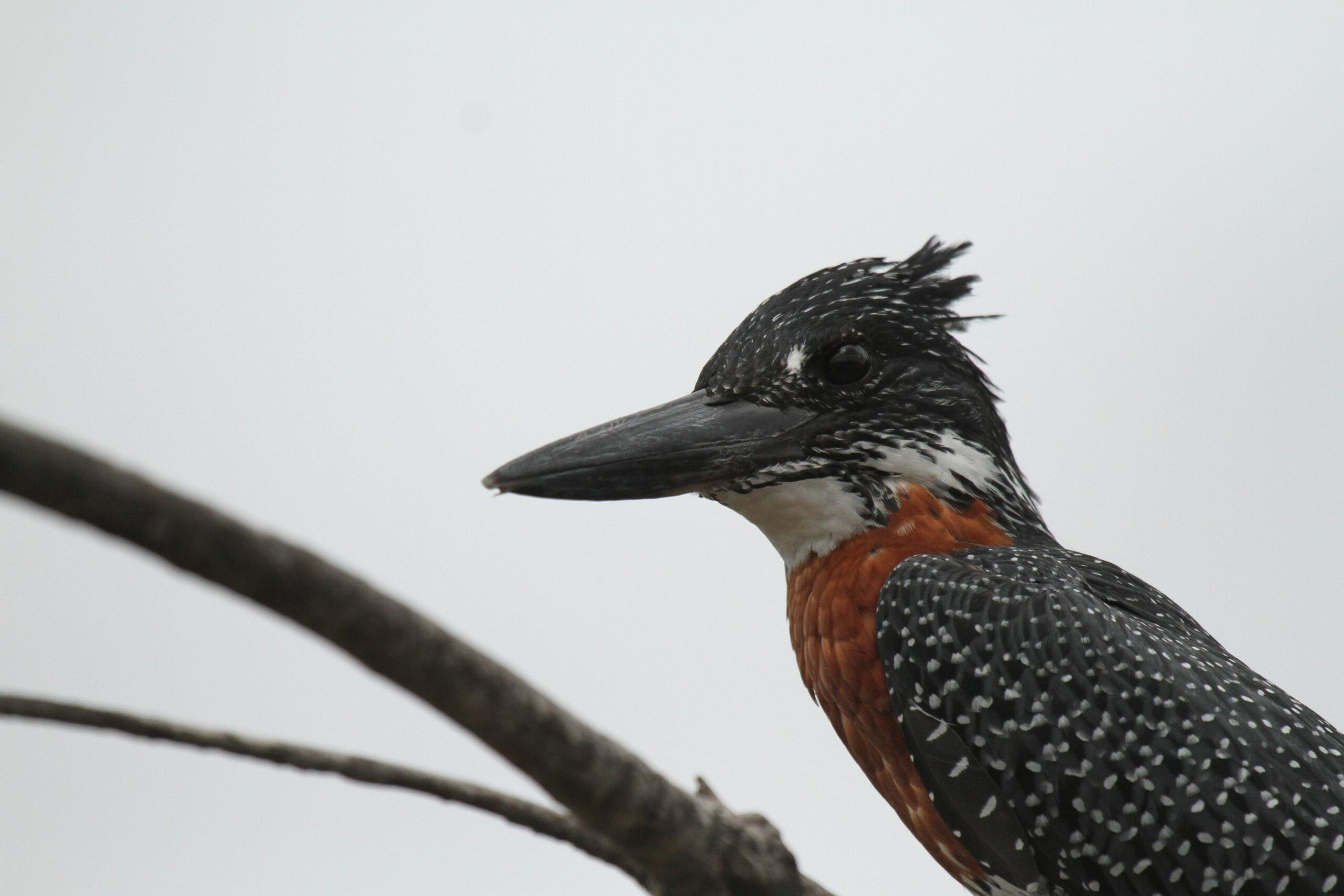 Moholoholo Rehabilitation Centre – Moholoholo Wildlife Rehabilitation Centre, South Africa