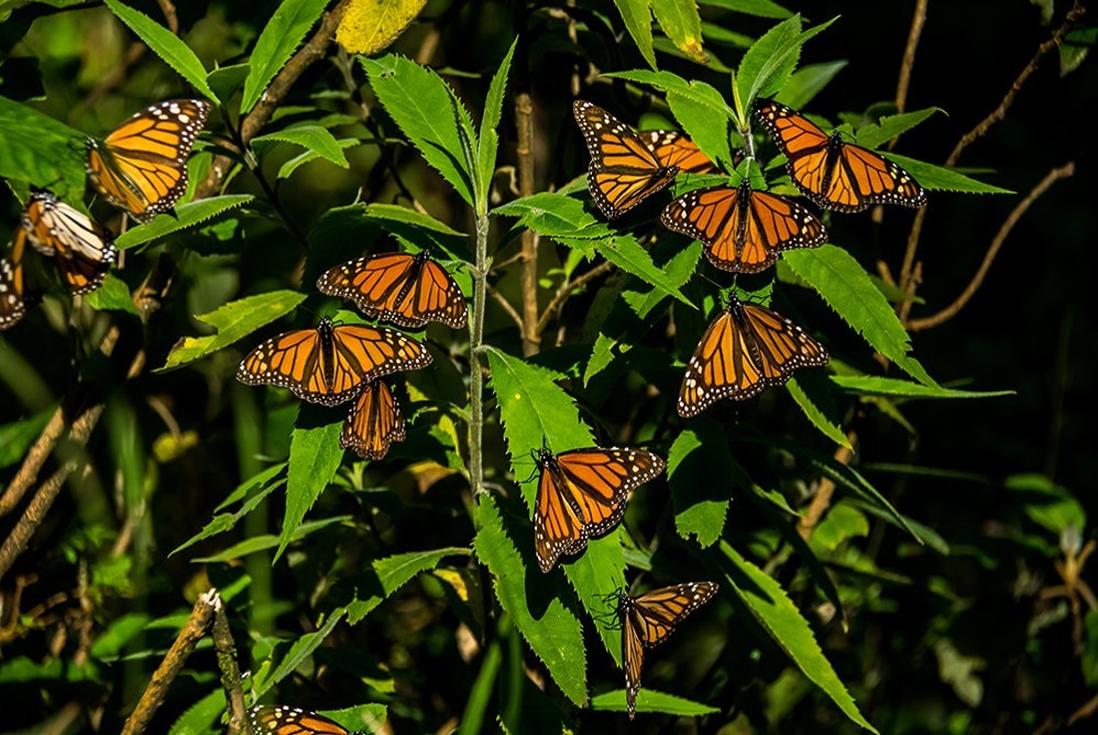 Monarch Butterfly Sanctuary Tour from Mexico City – Mexico City, Mexico