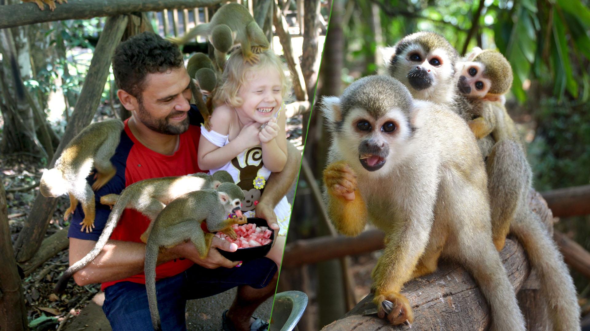 Monkey jungle tour + Transportation from cruise/hotel – Higuey, Dominican Republic