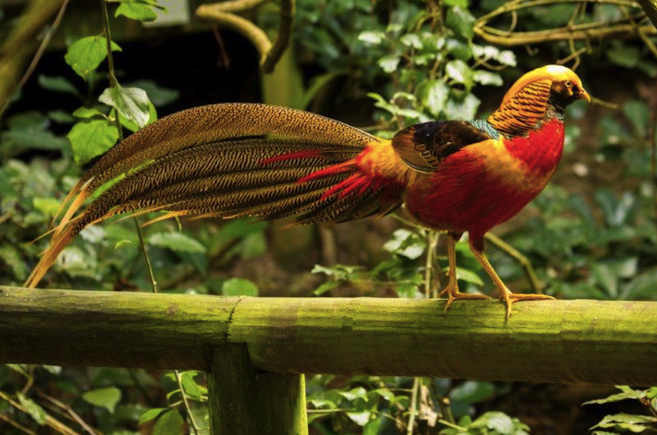 Monkeyland, Birds of Eden, Jukani – Animal Sanctuaries – Monkeyland and Birds of Eden, South Africa