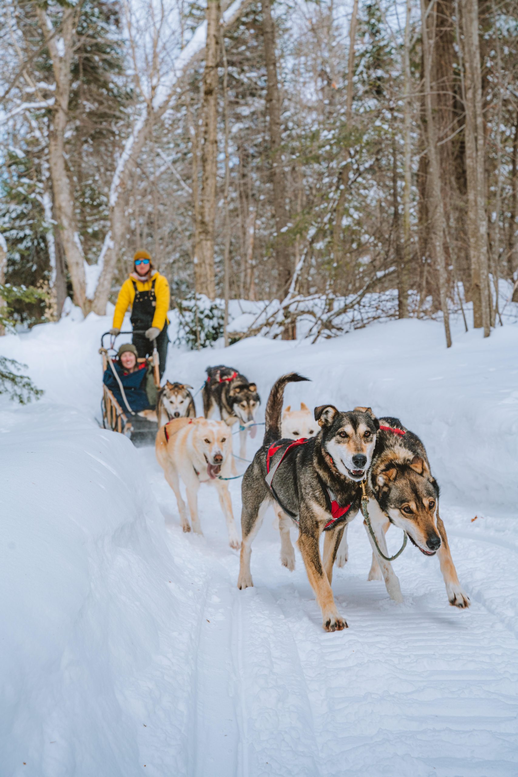 Mont-Tremblant: Dogsledding Upper Laurentians – Mont-Tremblant, Canada