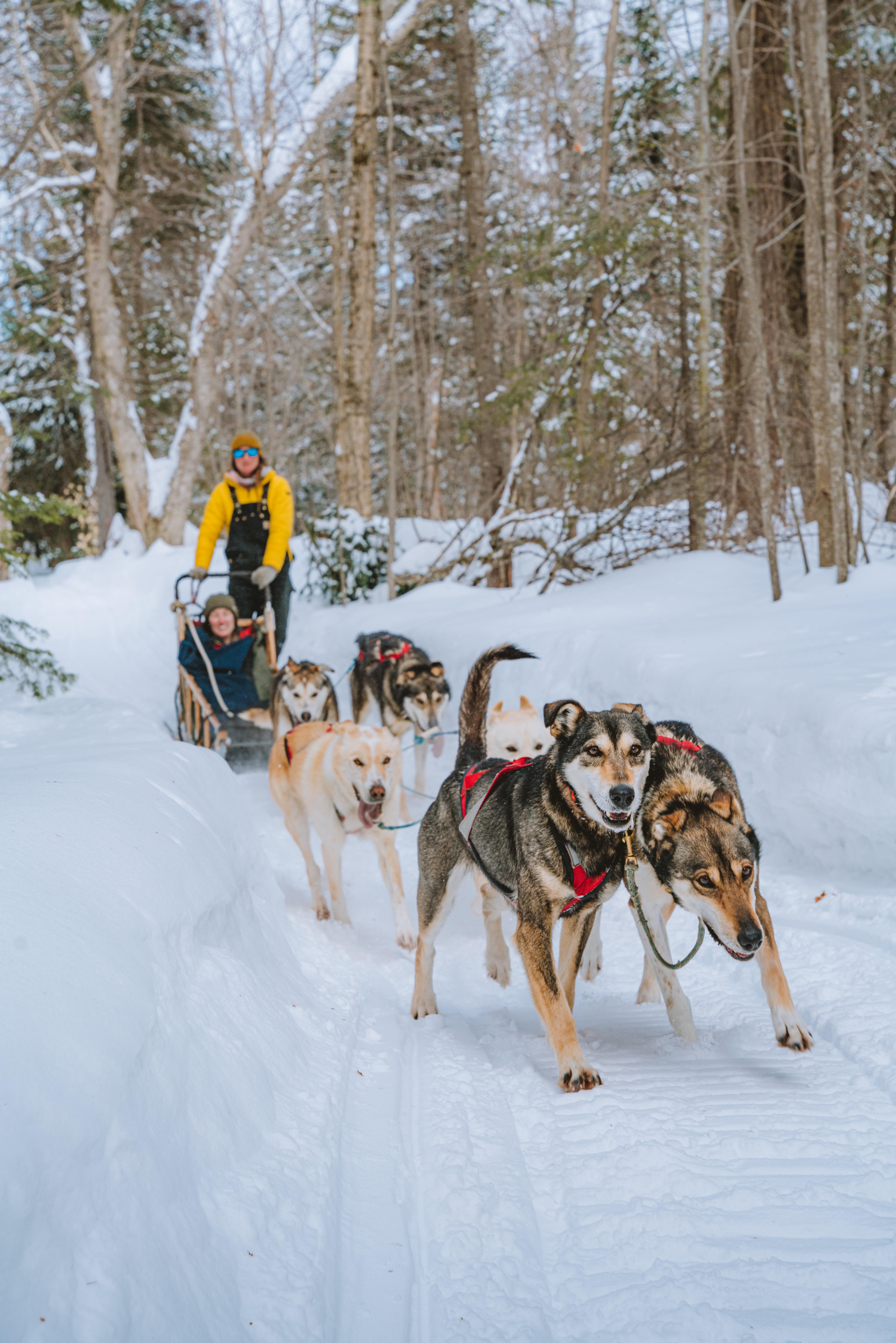 Mont-Tremblant: Dogsledding Upper Laurentians – Mont-Tremblant, Quebec, Canada