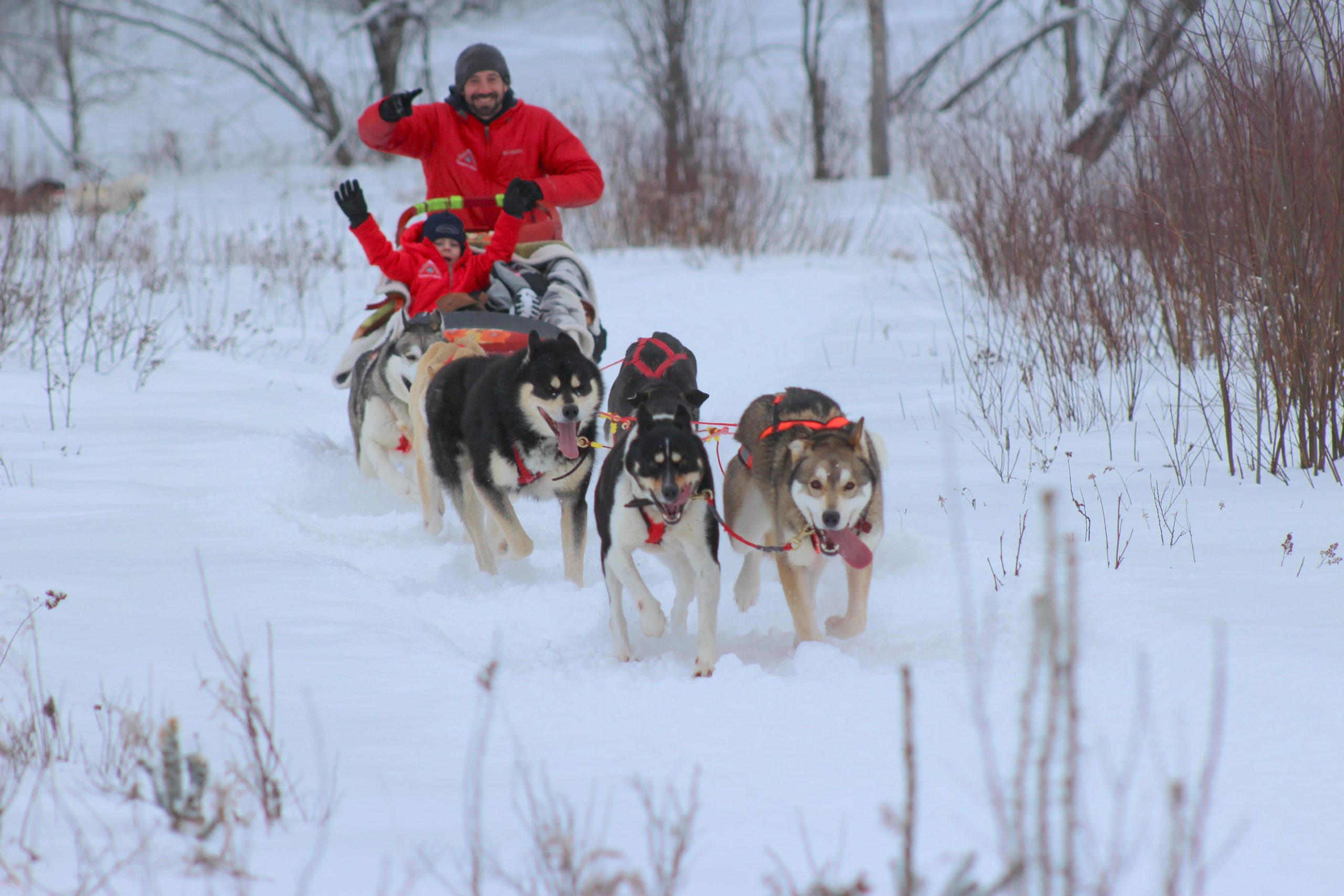 Mont-Tremblant: Dogsledding Valley Adventure – Mont-Tremblant, Canada