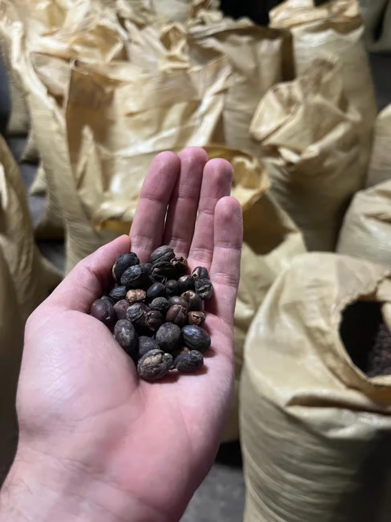 Monte Alto Factory Coffee Tour: Jarabacoa Experience – Jarabacoa, Dominican Republic