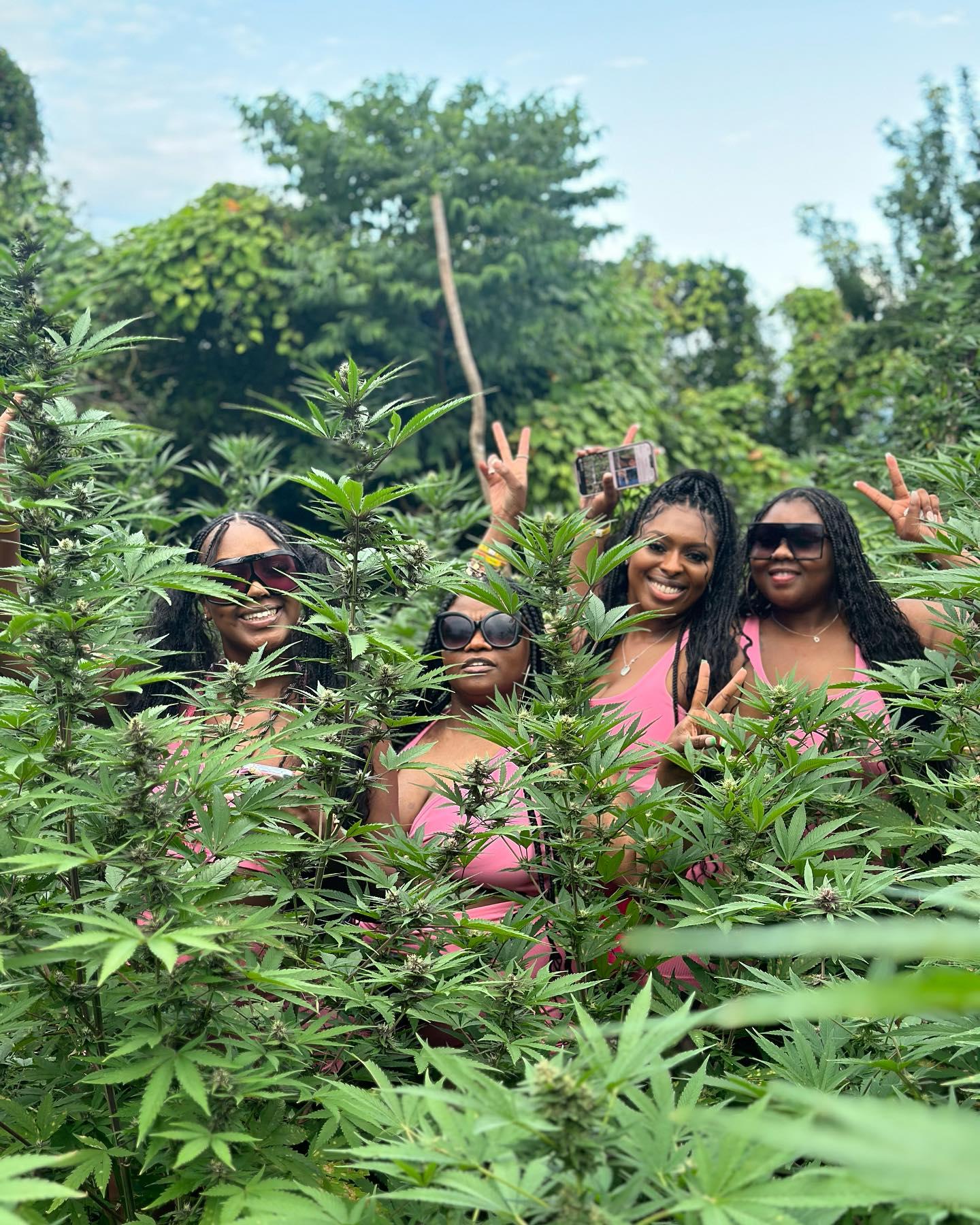 Montego Bay Marijuana Farm Tour – Montego Bay, Jamaica