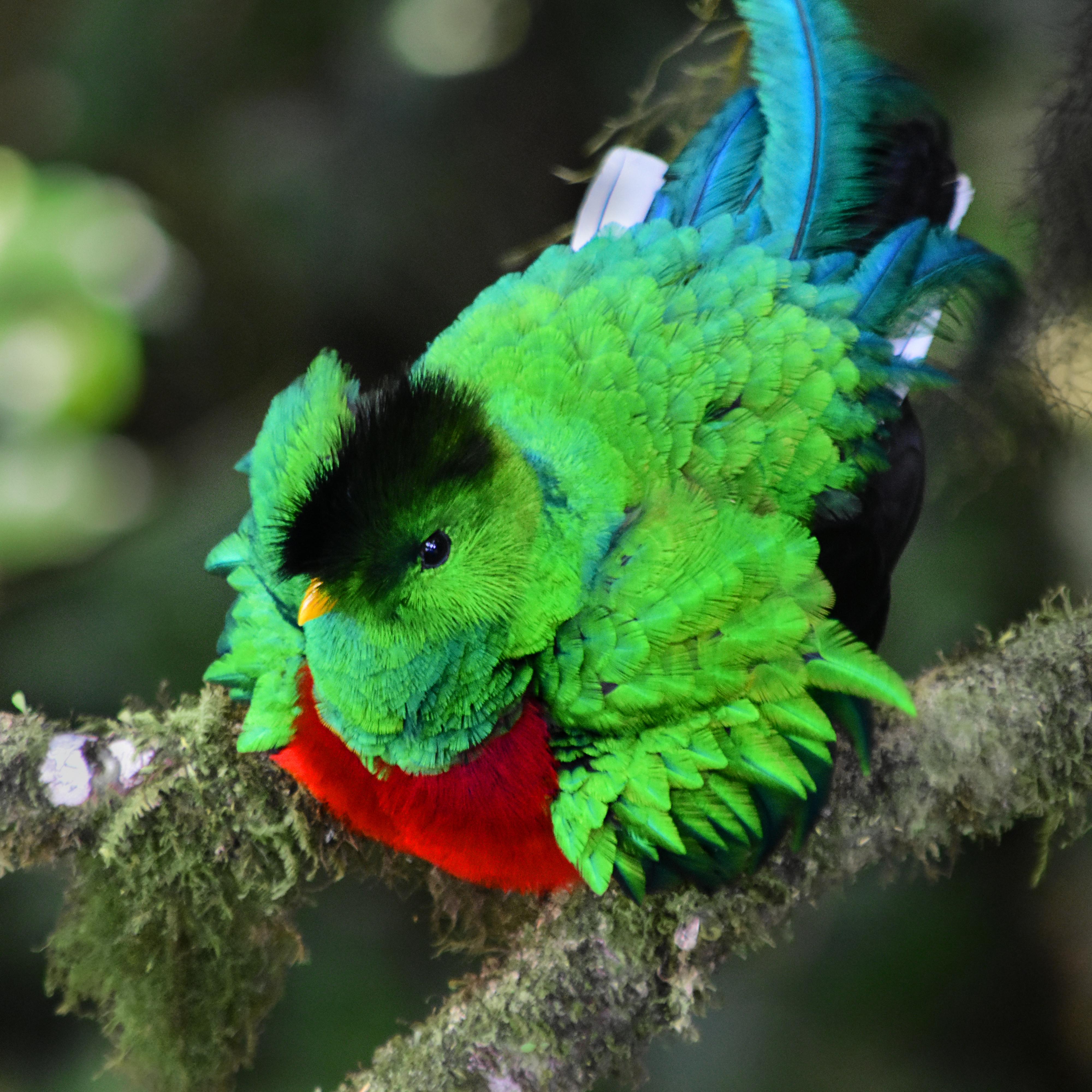 Monteverde: Cloud Forest Guided Nature Tour – Monteverde, Costa Rica