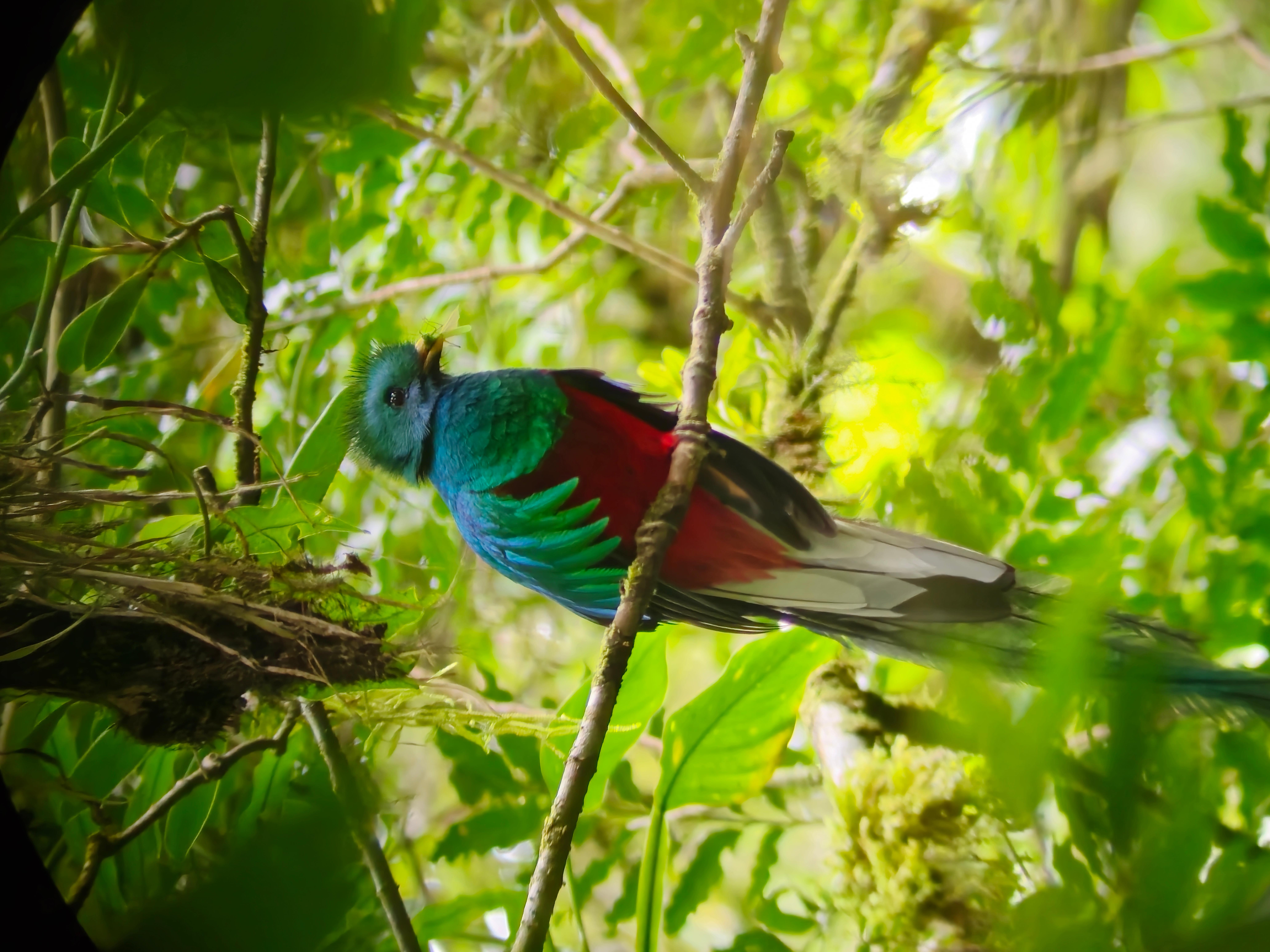 Monteverde: Cloud Forest Guided Walk – Monteverde, Costa Rica
