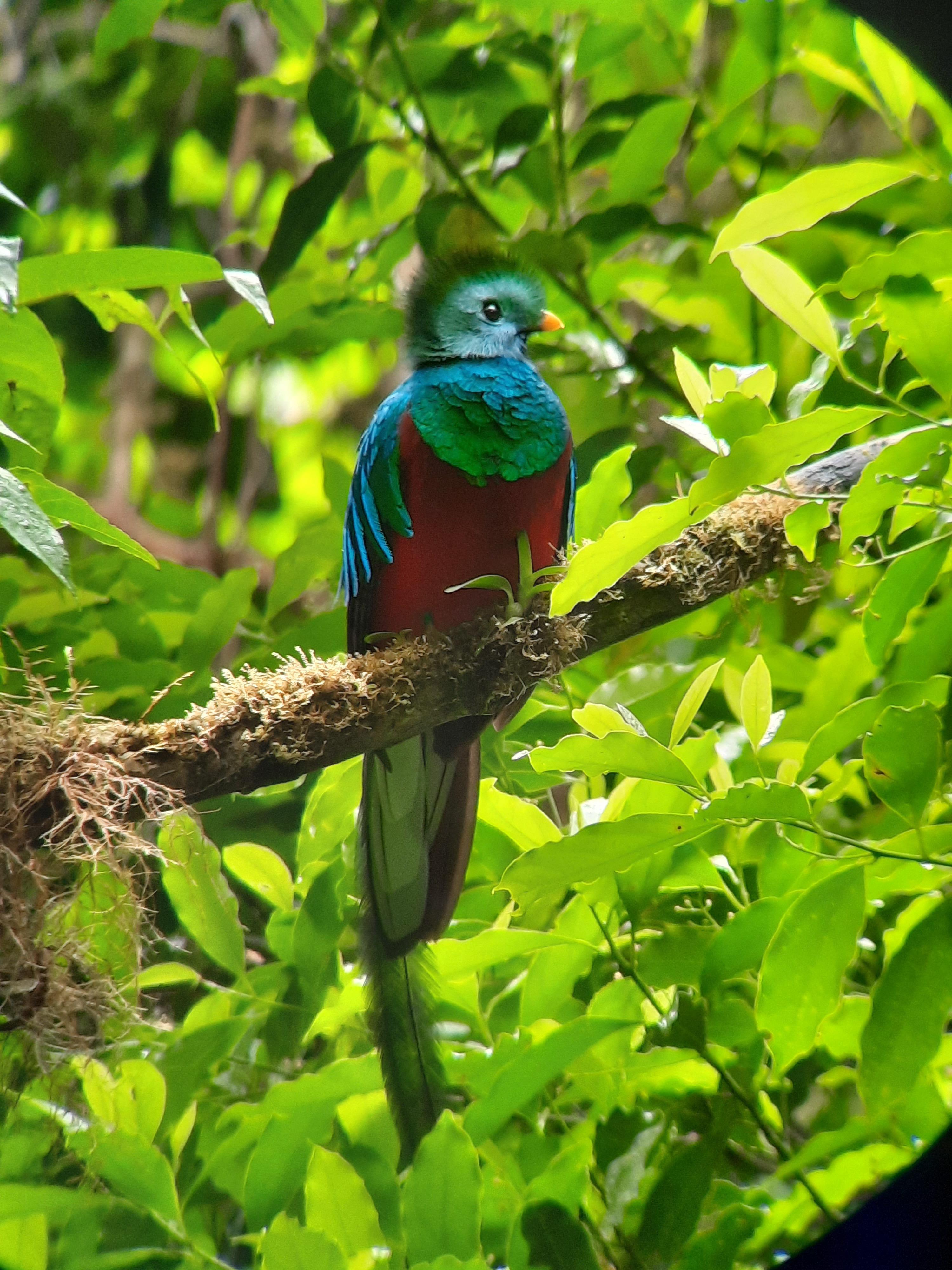 Monteverde Cloud Forest Preserve (private tour) – Monteverde, Costa Rica
