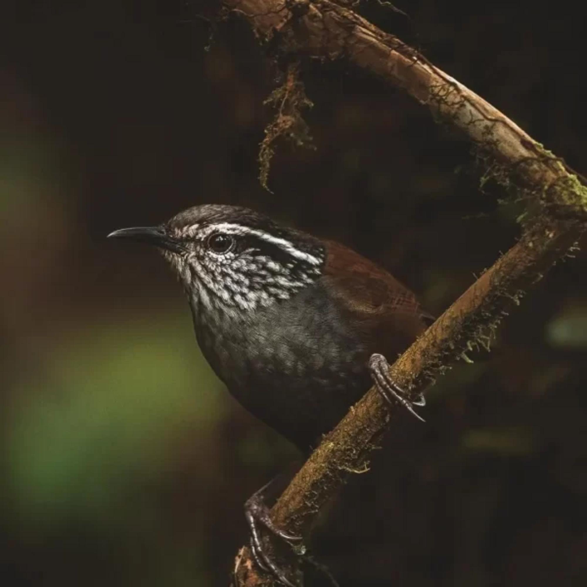 Monteverde: Cloud Forest Reserve Guided Hike – Monteverde, Costa Rica