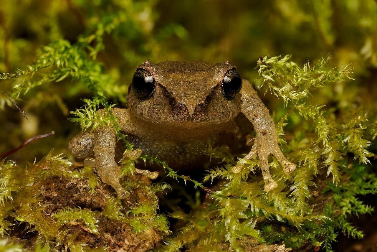 Monteverde: Cloud Forest Tour with Guide & Photos – Monteverde, Costa Rica