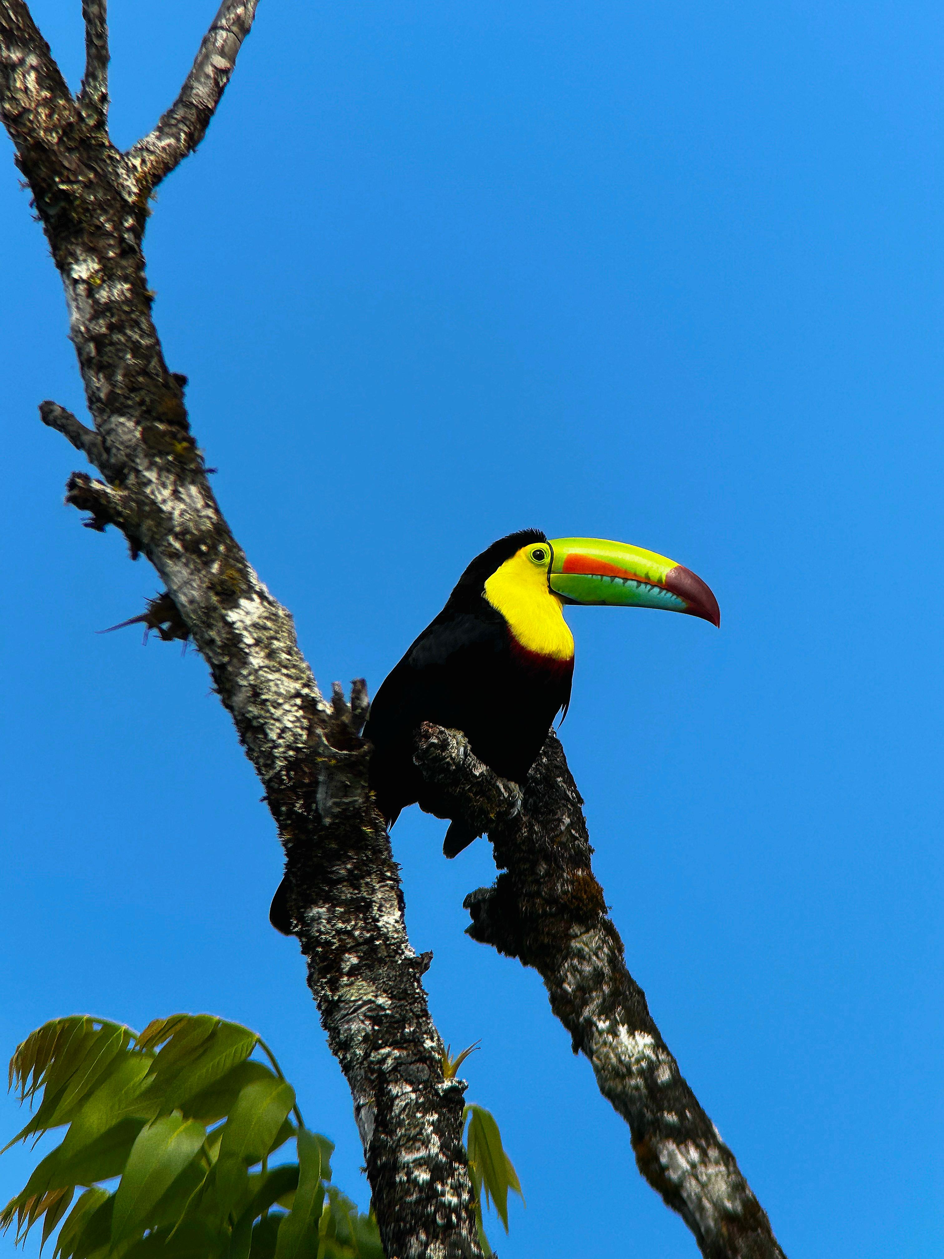 Monteverde: Cloud Forest Tour with a local Guide – Monteverde, Costa Rica