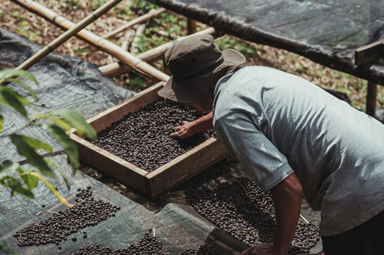 Monteverde: Coffee, Sugar Cane, and Chocolate Tour – Monteverde, Costa Rica