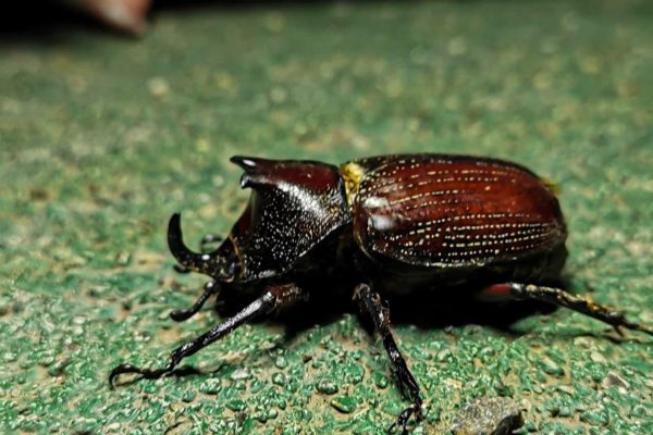 Monteverde: Coffee and Chocolate Tour with Night Hike – Monteverde, Costa Rica