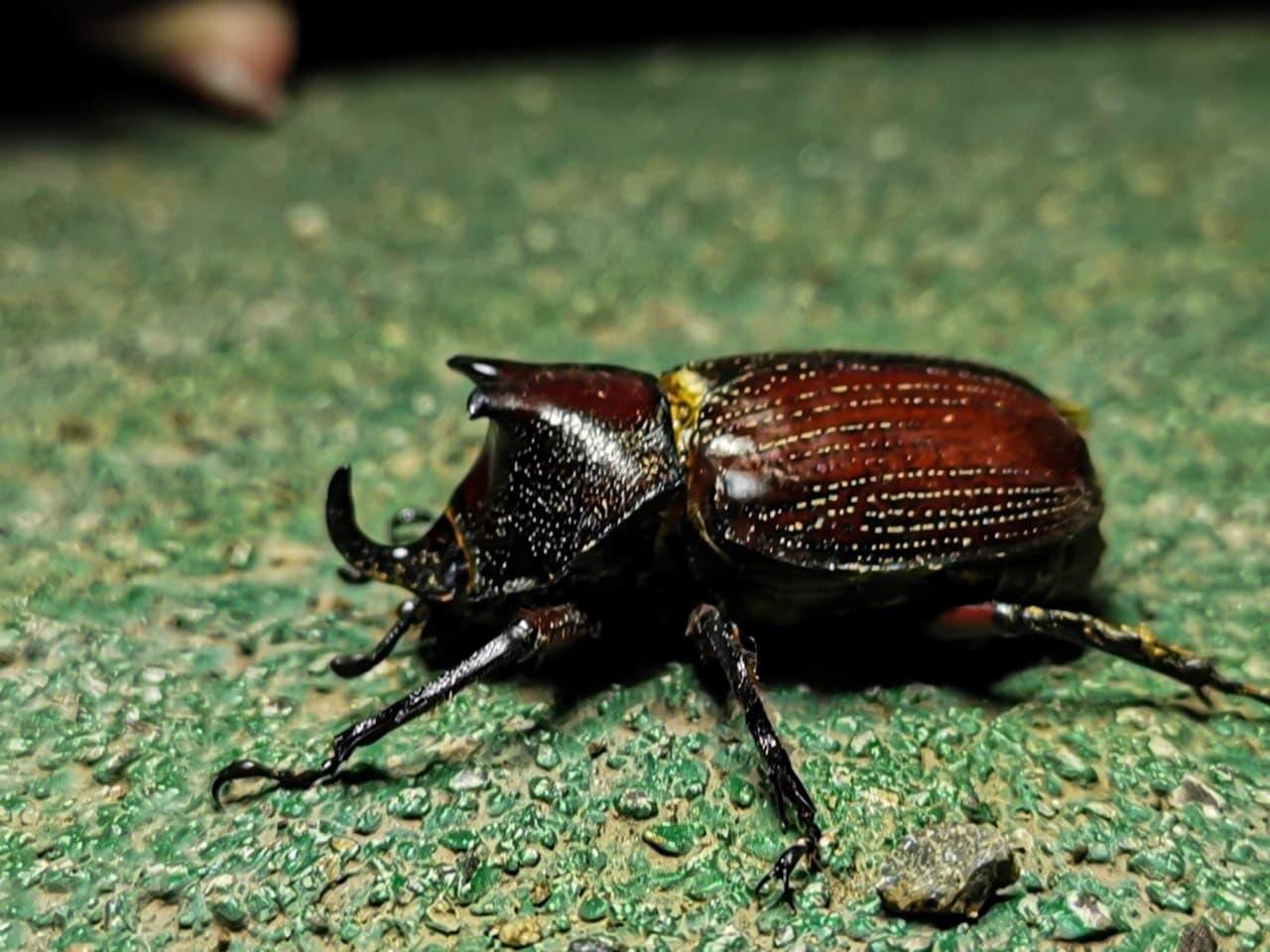 Monteverde: Coffee and Chocolate Tour with Night Hike – Monteverde, Costa Rica