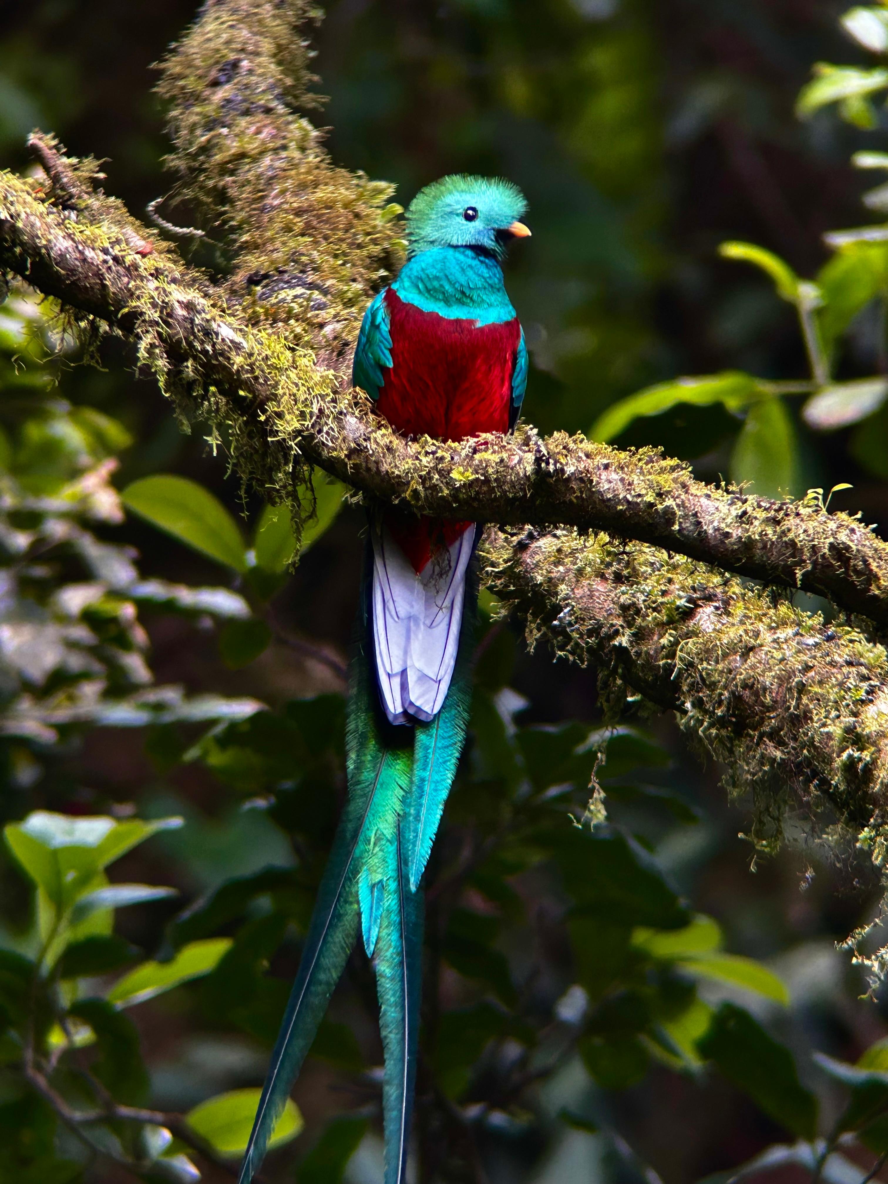 Monteverde: Exploration of the Cloud Forest – Monteverde, Costa Rica