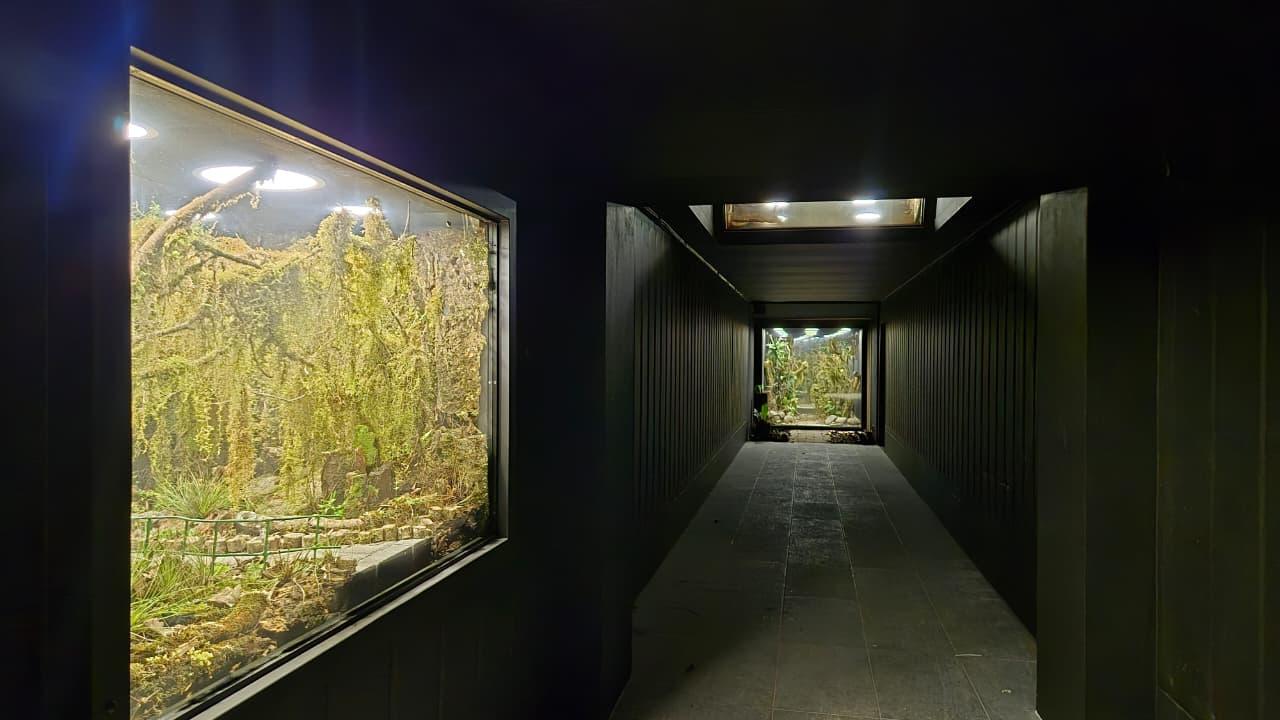 Monteverde: Guided Night Hike – Monteverde, Costa Rica