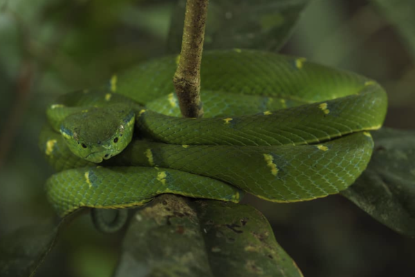 Monteverde: Guided Night Walk In Monteverde – Puntarenas, Costa Rica