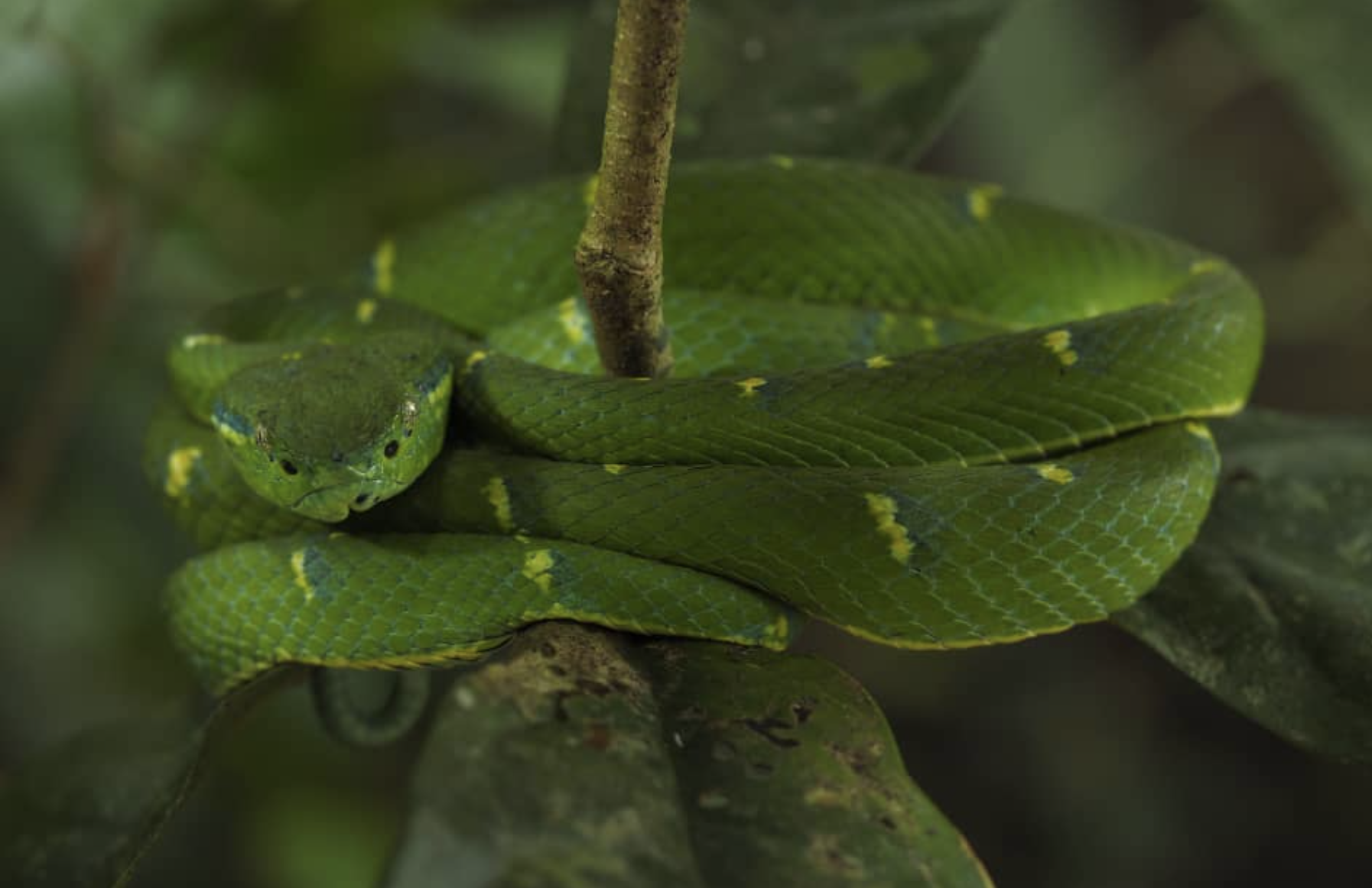 Monteverde: Guided Night Walk In Monteverde – Puntarenas, Costa Rica