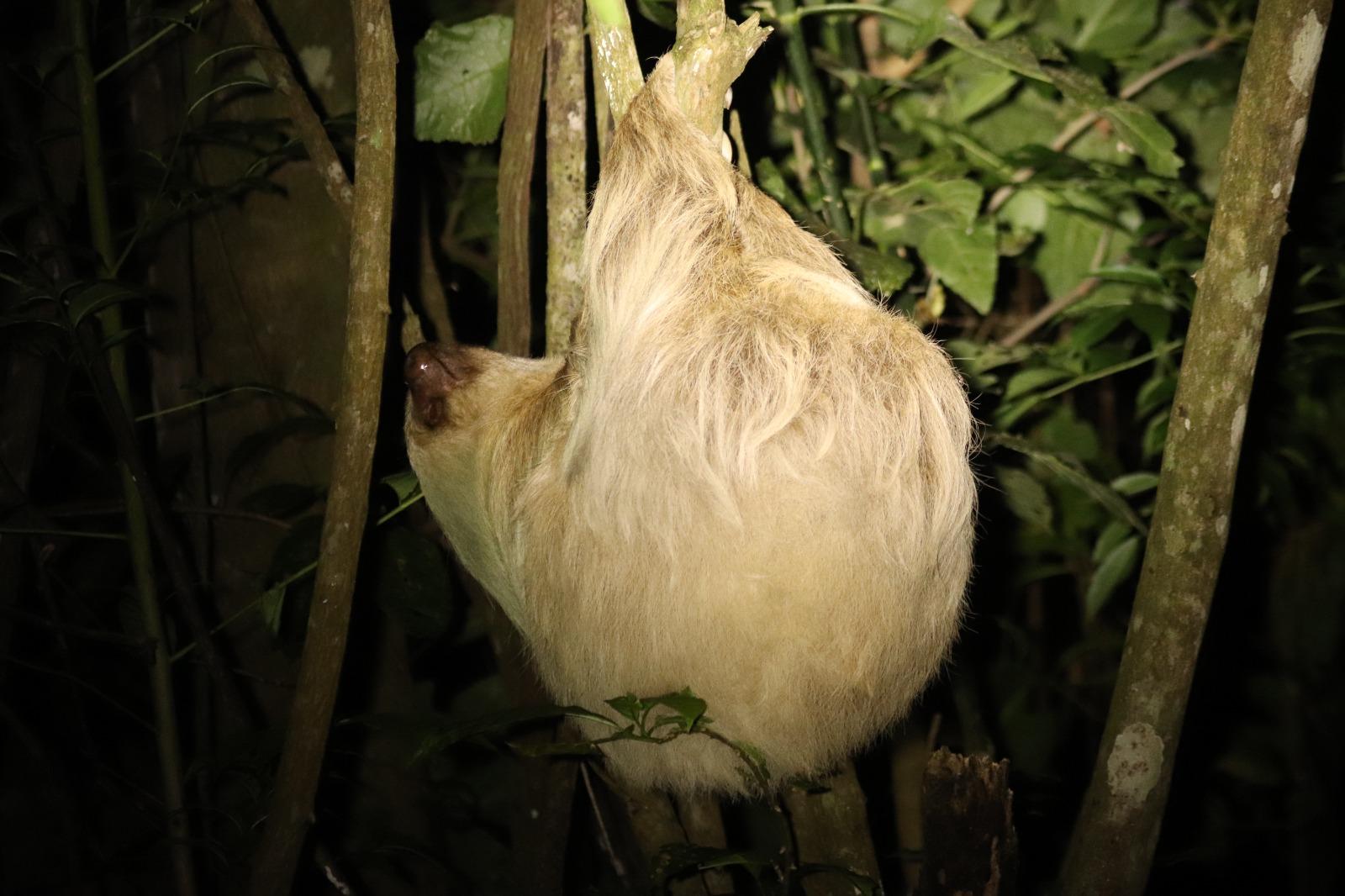 Monteverde: Guided night hike in the forest – Café Ancestros Coffee & Night Tour, Costa Rica