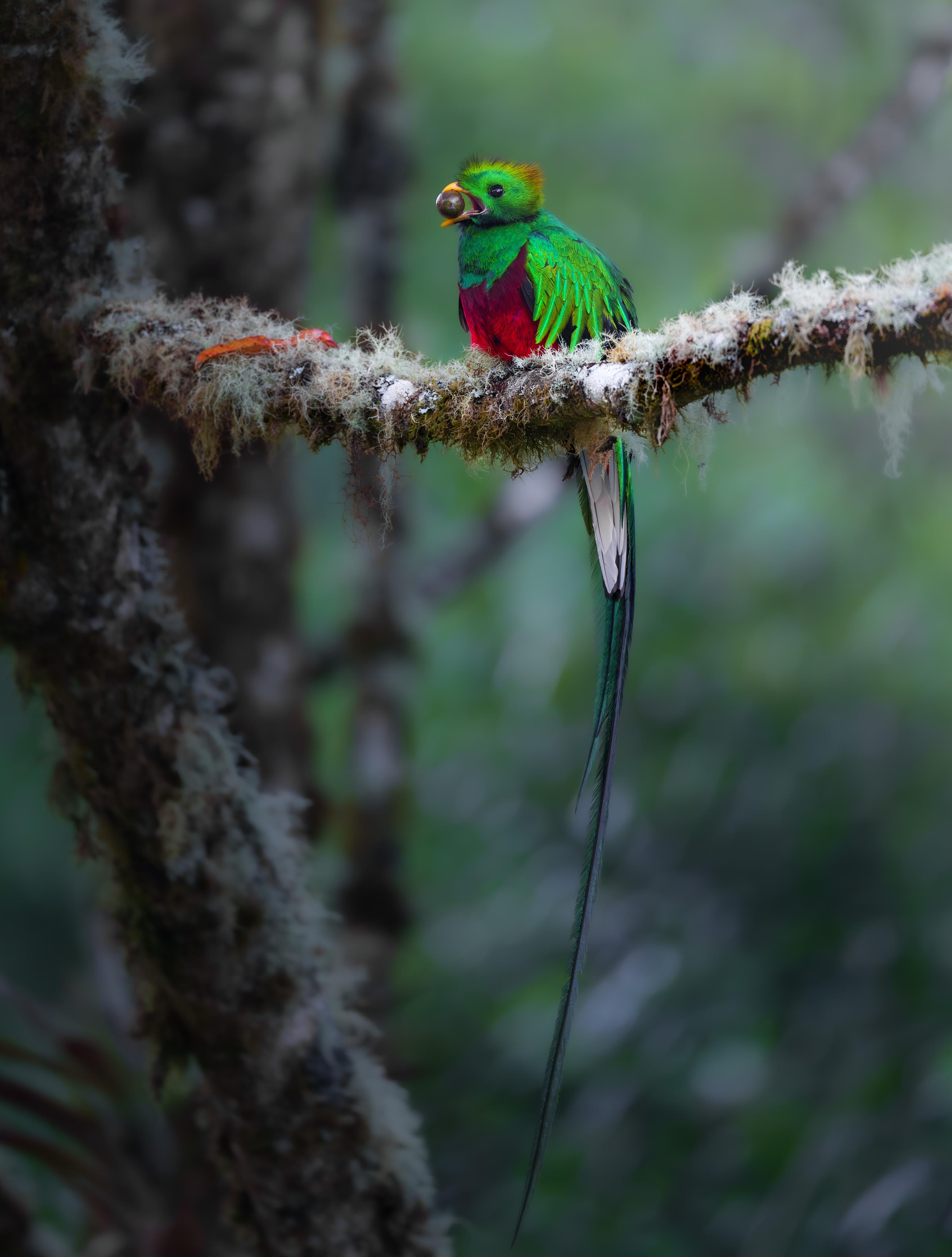 Monteverde: Half-Day Bird Watching Tour – Monteverde, Costa Rica