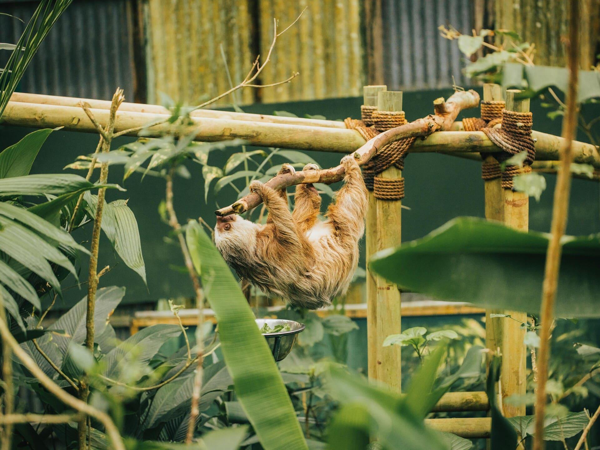 Monteverde: Jade Pack Selvatura Park Zipline & Sloth Tour – Monteverde, Costa Rica