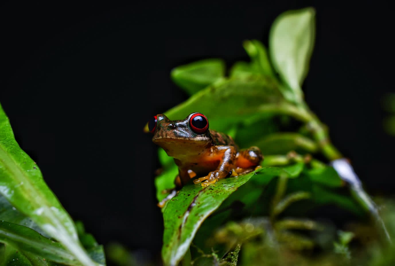 Monteverde: Kinkajou Forest Night Walking Tour – Santa Elena, Costa Rica