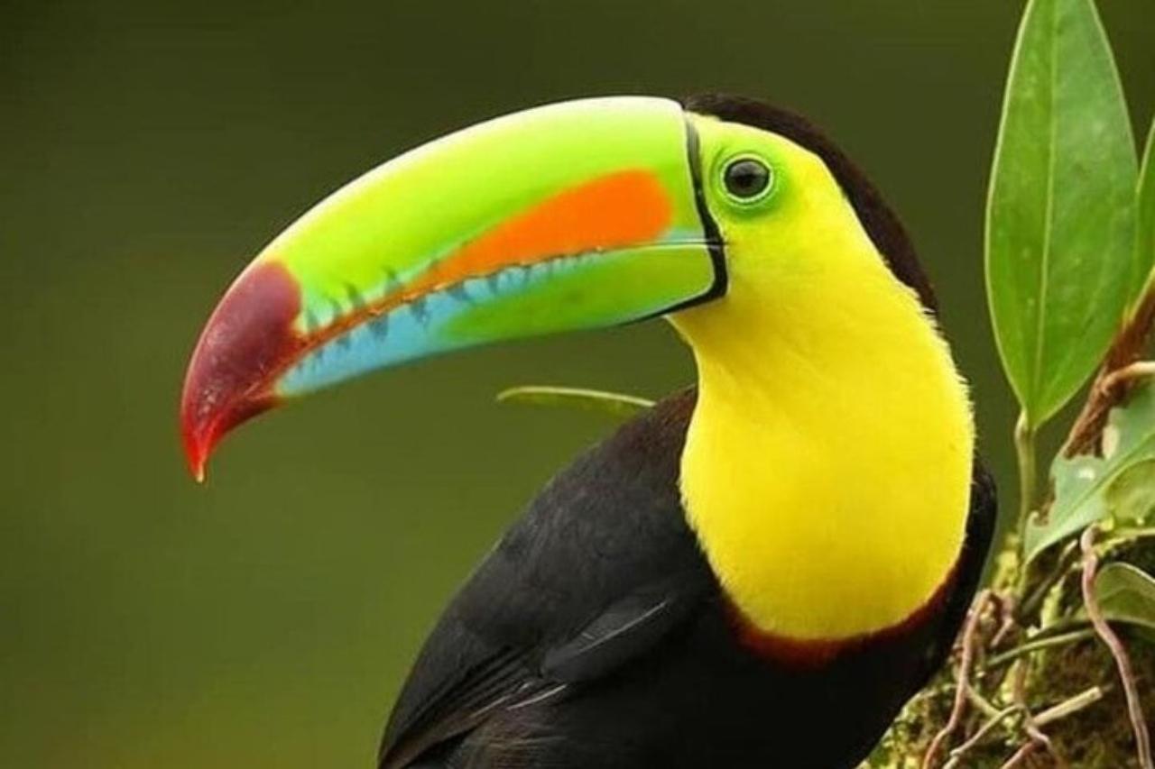 Monteverde: Nature walk in Curicancha Reserve – Monteverde, Costa Rica