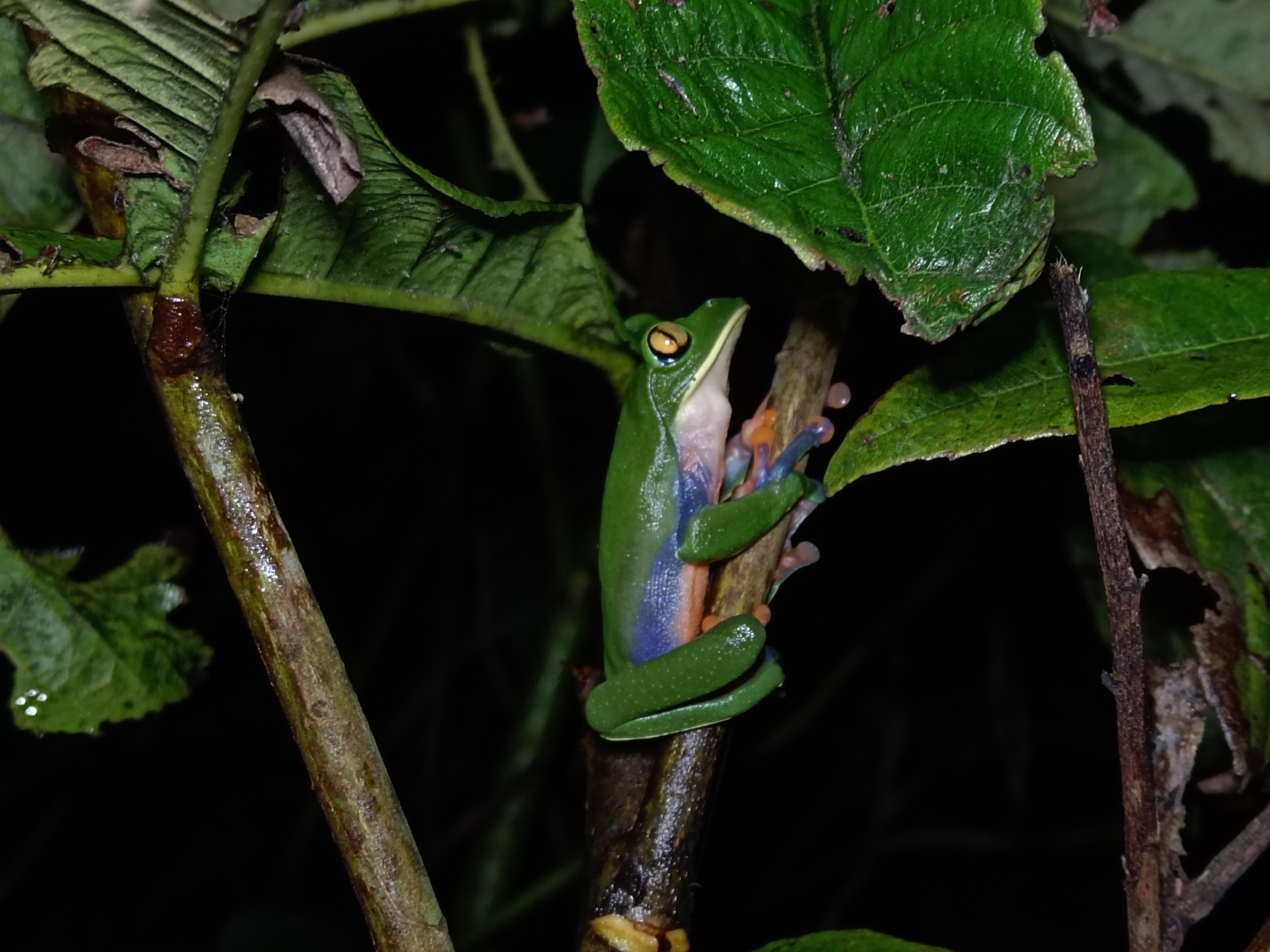 Monteverde Night Experience – Puntarenas, Costa Rica