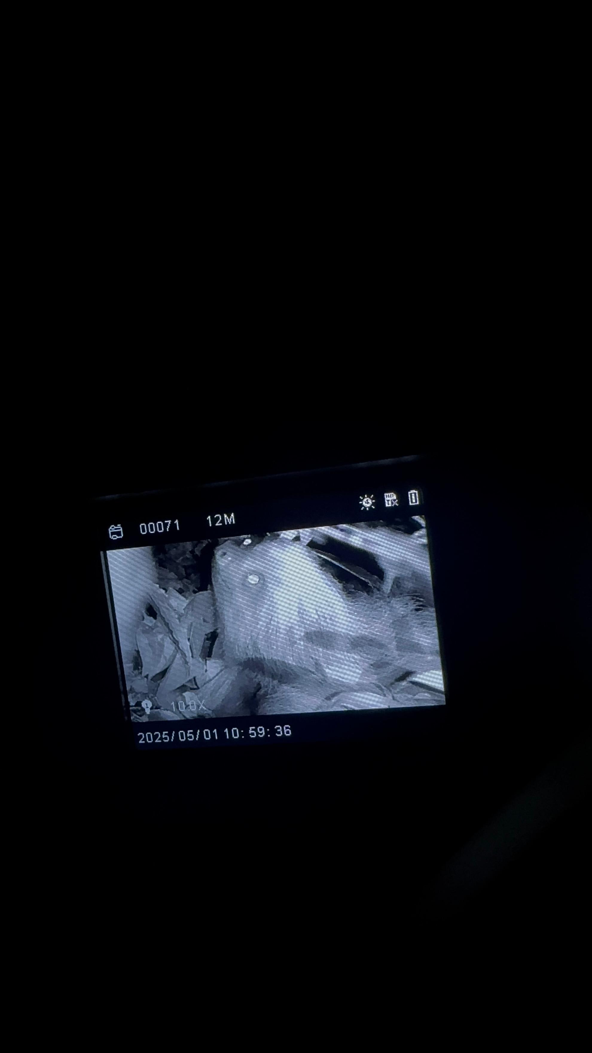 Monteverde: Night Tour with Night Vision Goggles – Puntarenas, Costa Rica