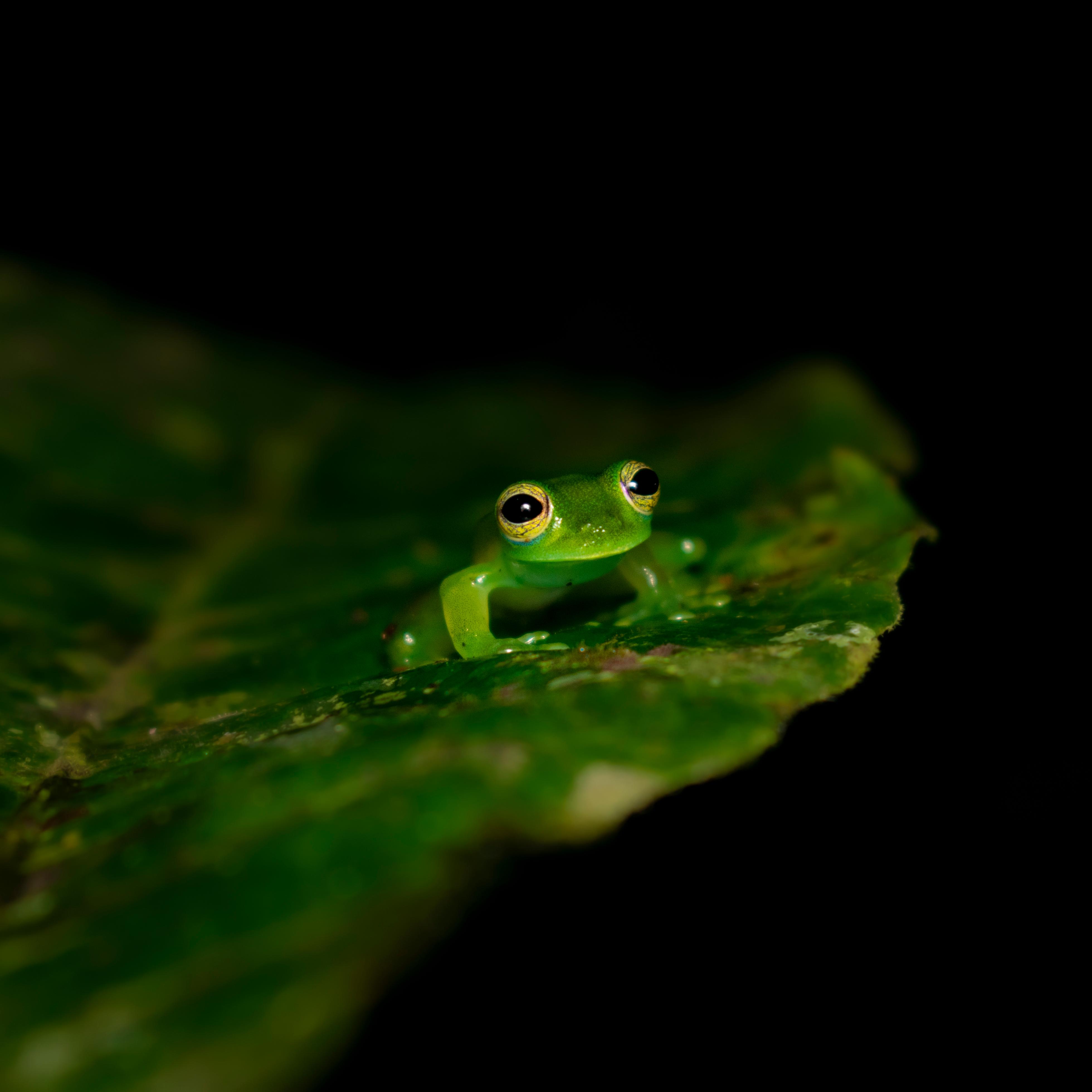 Monteverde: Night Walk in the Magical Forest – Monteverde, Costa Rica