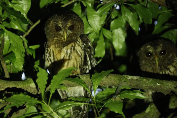 Monteverde: Oktari Monteverde Night Walk Tour – Puntarenas, Costa Rica