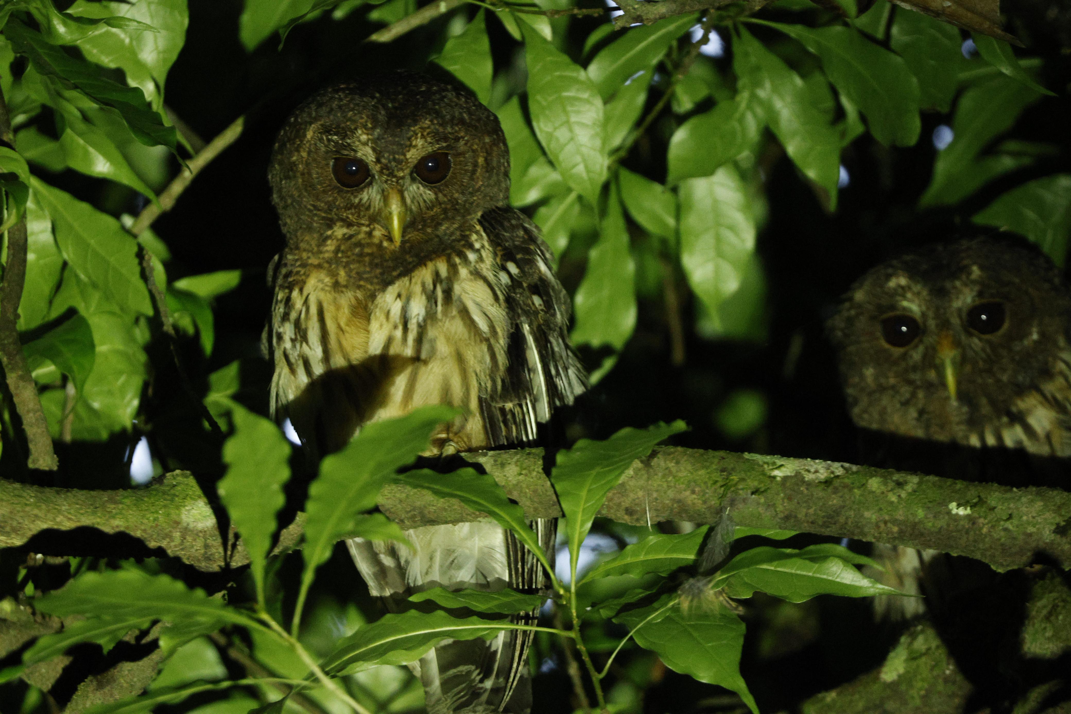 Monteverde: Oktari Monteverde Night Walk Tour – Puntarenas, Costa Rica