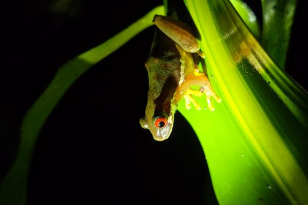 Monteverde: Tropical Forest Night Tour – Monteverde, Costa Rica