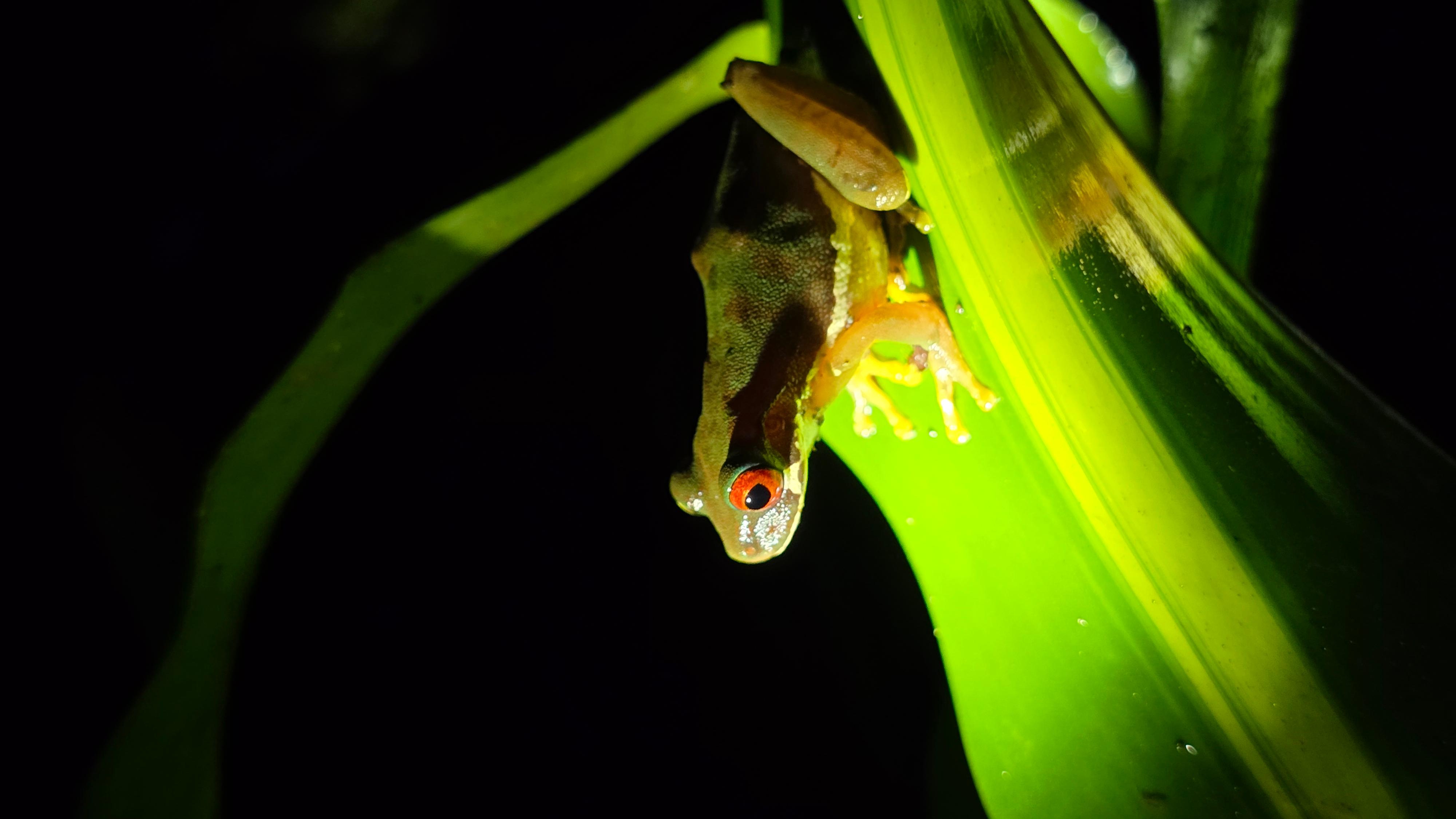 Monteverde: Tropical Forest Night Tour – Monteverde, Costa Rica