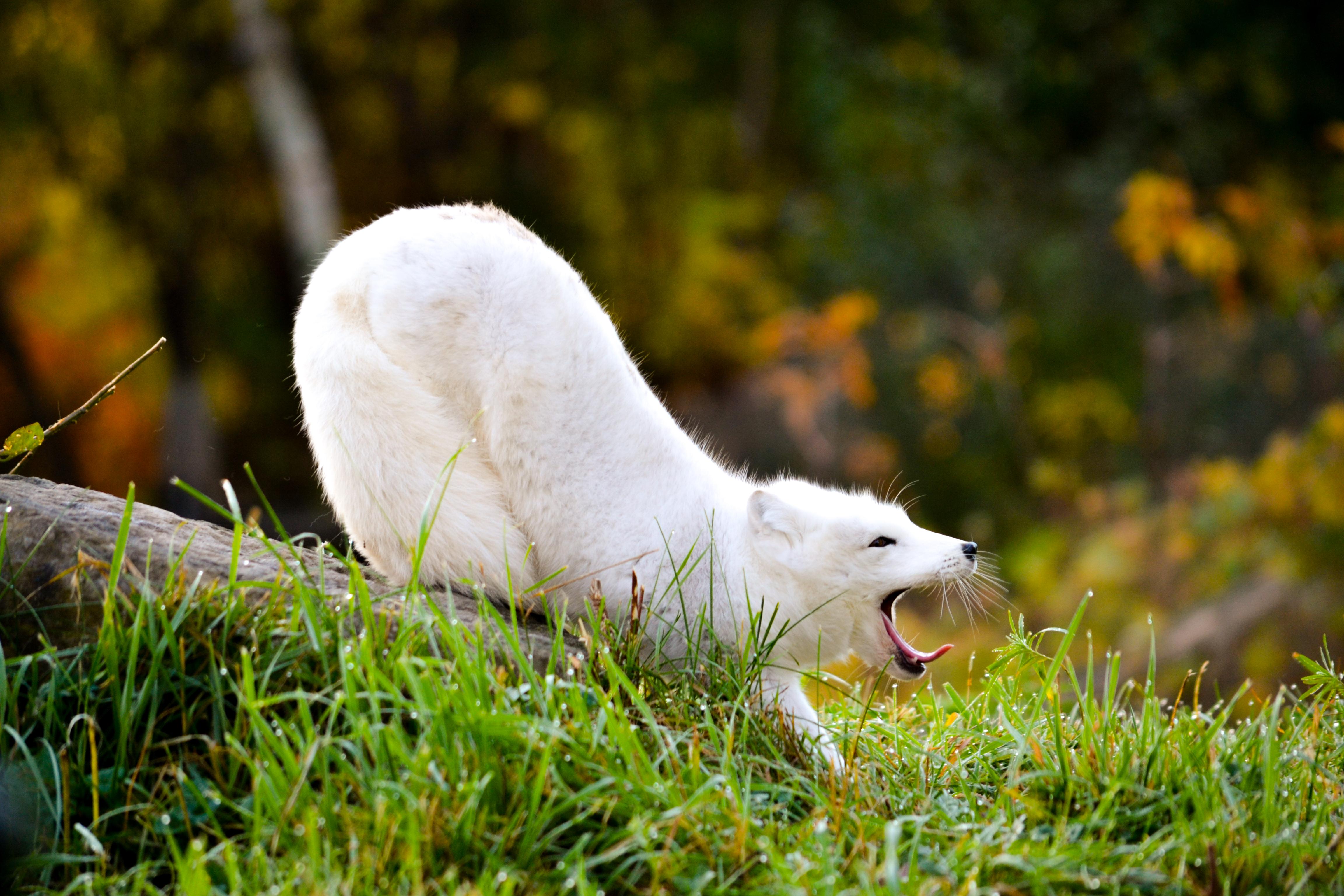 Montreal: Ecomuseum Zoo Entry Ticket – Sainte-Anne-de-Bellevue, Canada