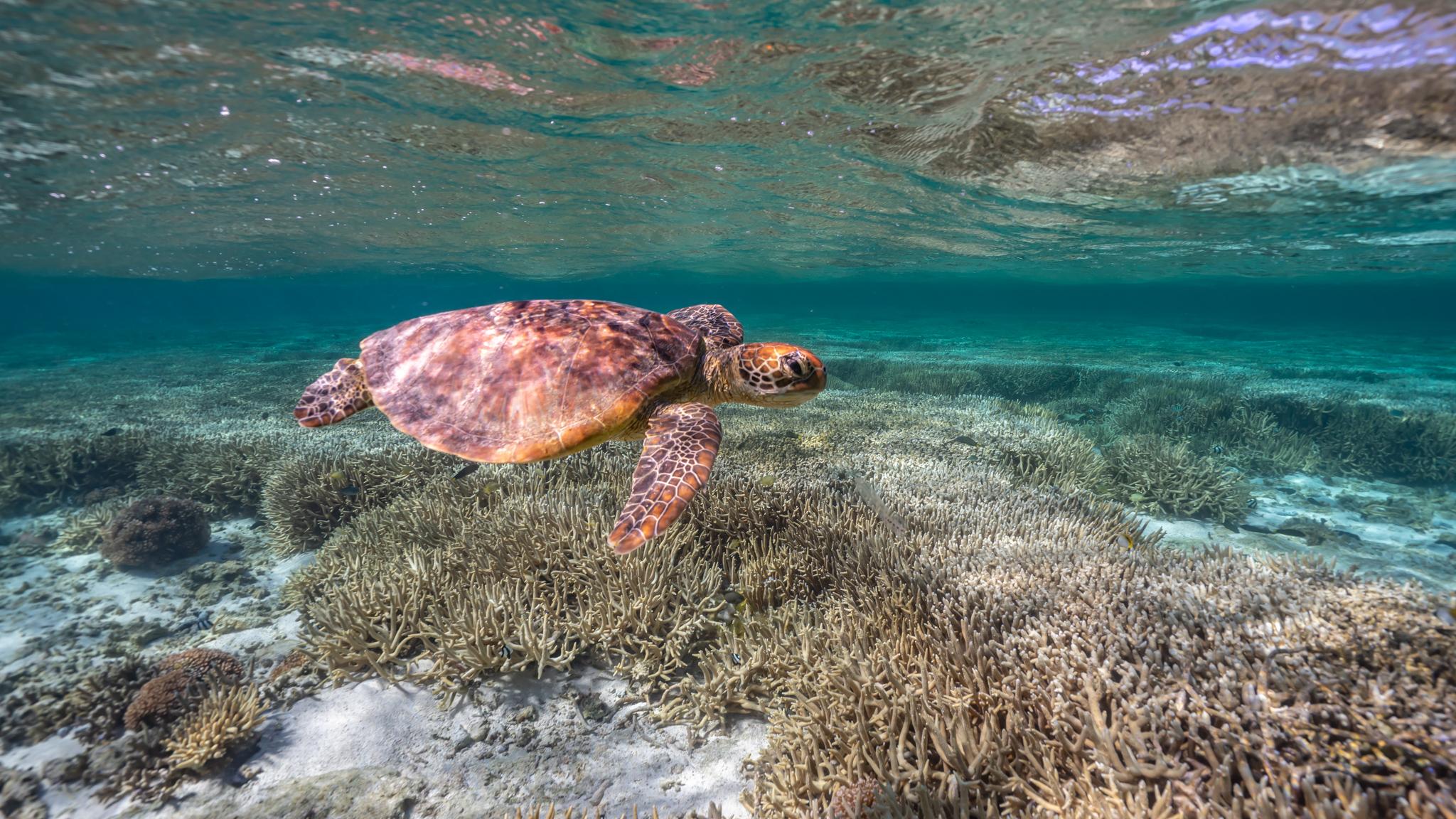 Mooloolaba: Turtle Snorkel & Swim at Mudjimba Island – Sunshine Coast, Australia