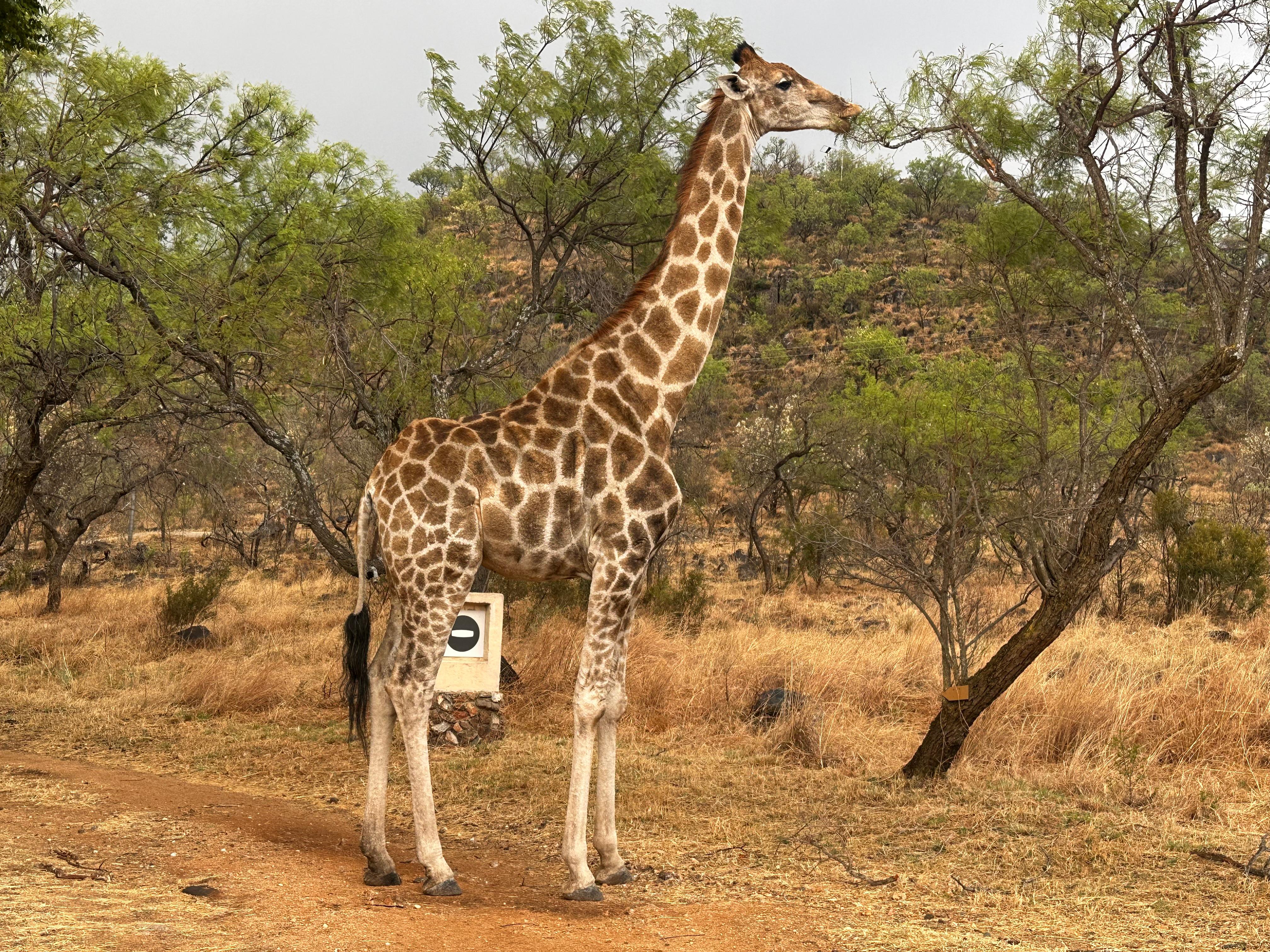 Mpumalanga: 4-Day Kruger Park Safari & Panorama Route – Emakhazeni, South Africa