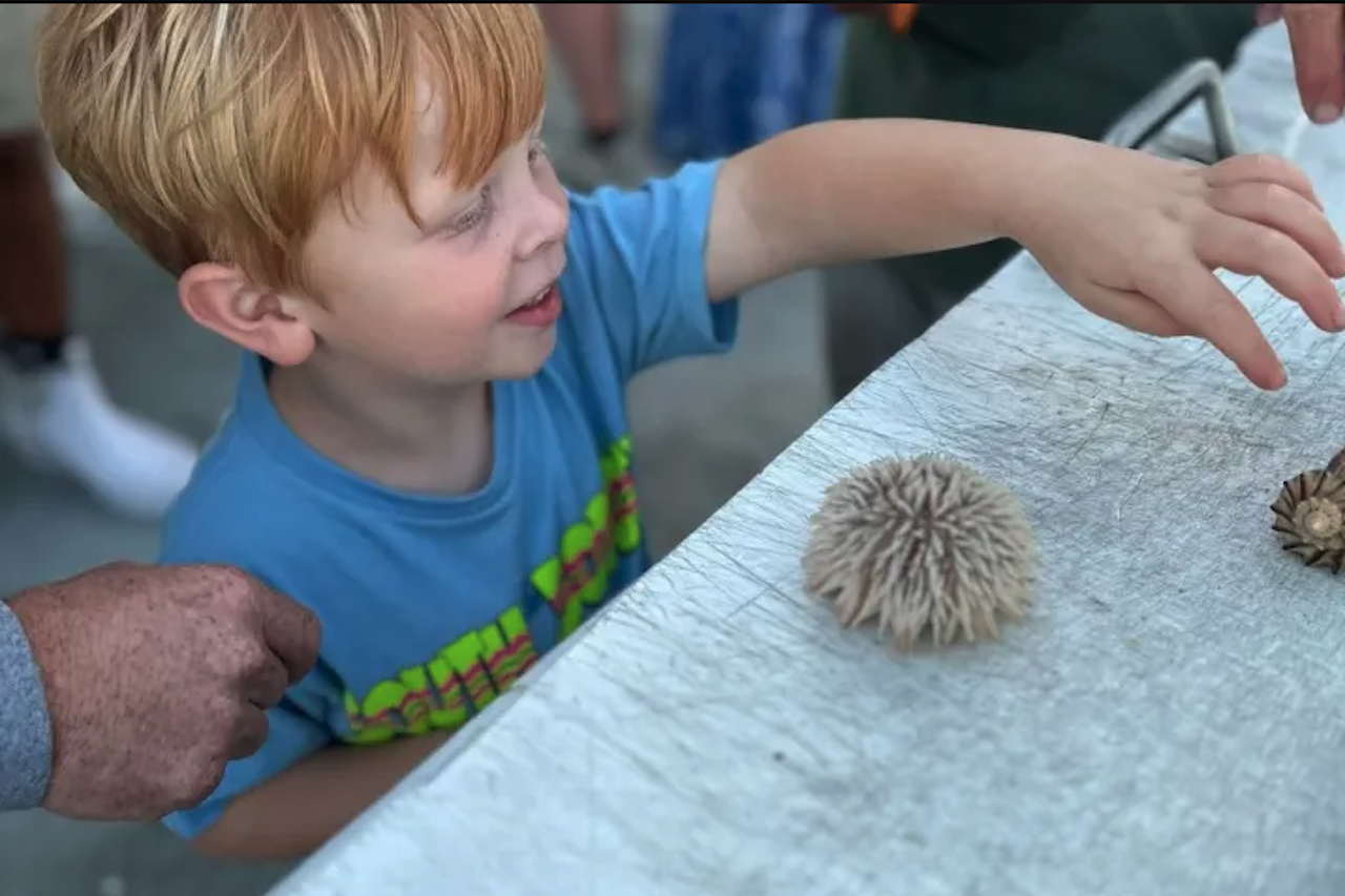 Myrtle Beach: Dolphin & Sealife Cruise, Great For All Ages! – Myrtle Beach, South Carolina