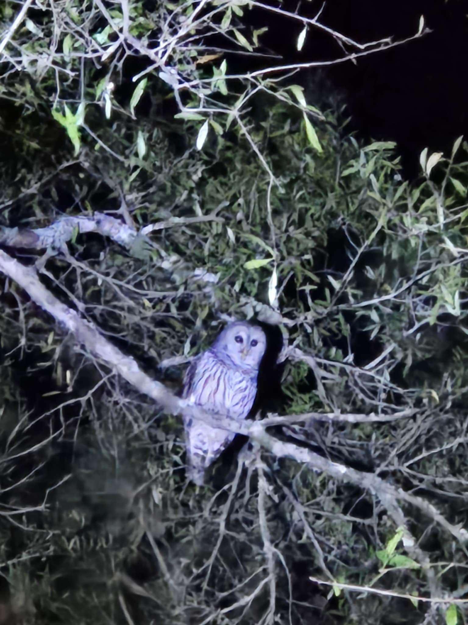 Myrtle Beach: Sunset S’mores & Owl Call – Myrtle Beach, South Carolina