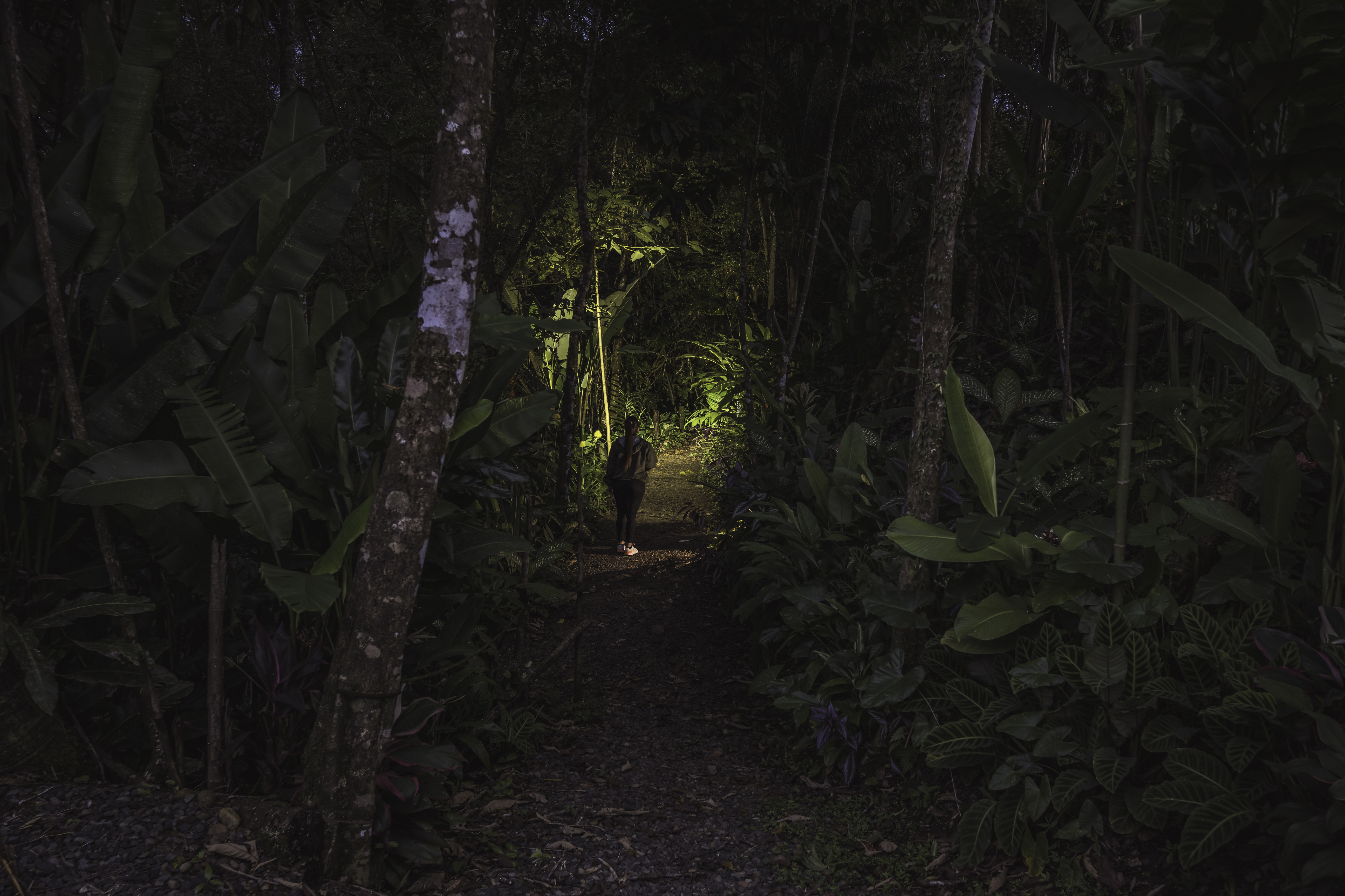 NIGHT WALK GOOD PLACE TO SEE SLOTH AND FLORA AND FAUNA – Arenal Volcano National Park, Costa Rica
