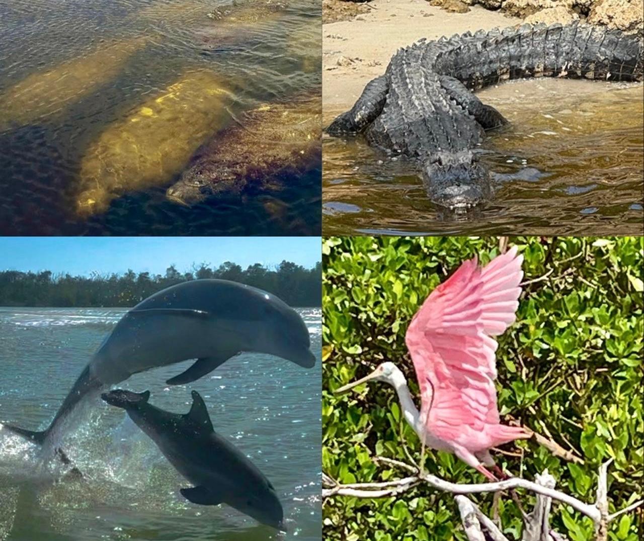 Naples, FL: Manatee, Dolphin, 10,000 Islands Beach Eco Tour – Naples, Florida