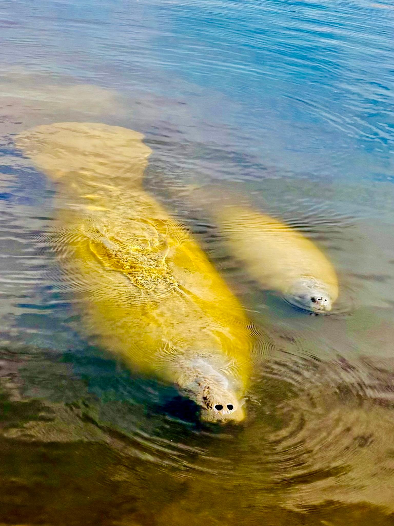 Naples, FL: Manatee Sightseeing and Wildlife Boat Tour – Naples, Florida