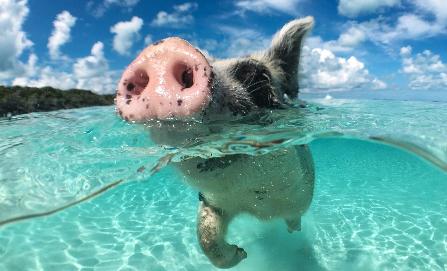 Nassau: 3-Island Snorkel Tour with Pigs, Beach Club, & Lunch – Nassau, Bahamas