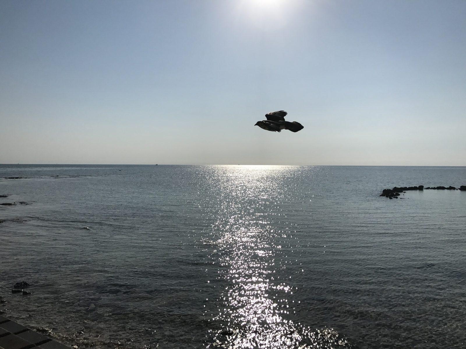 Nassau: Half-Day Guided Tour with Pickup – Nassau, Bahamas